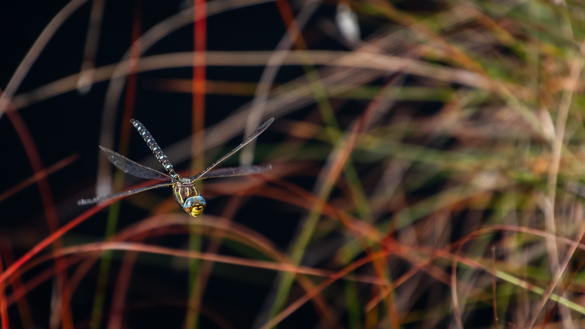 Common Hawker dragonfly.
