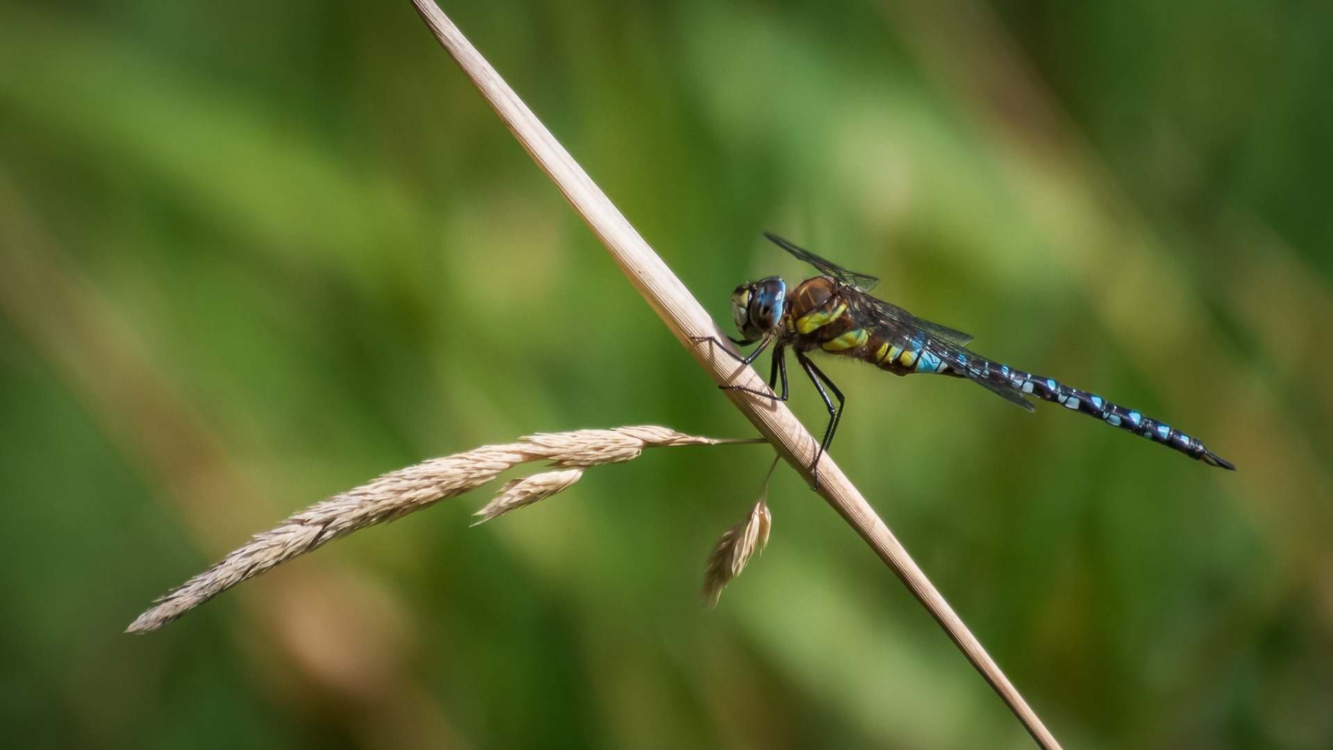 Migrant Hawker (Aeshna mixta).