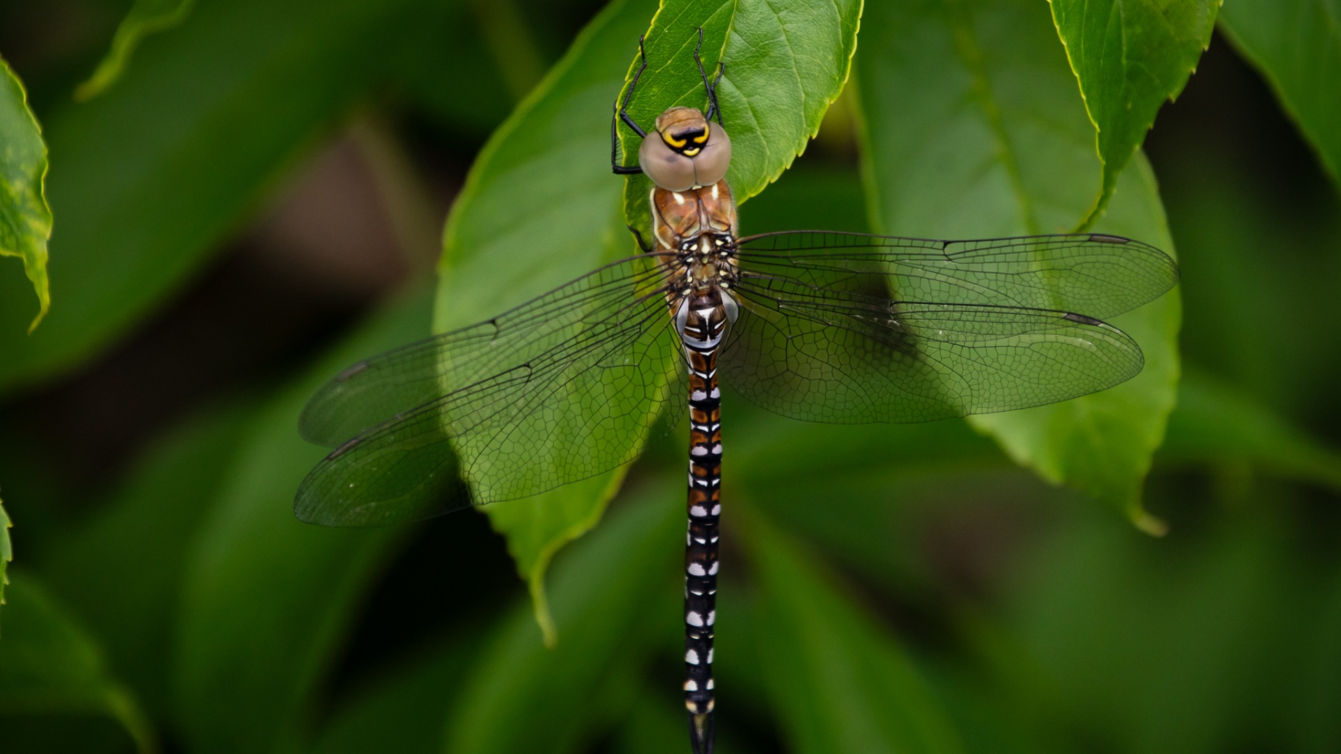 Migrant Hawker (immature male).