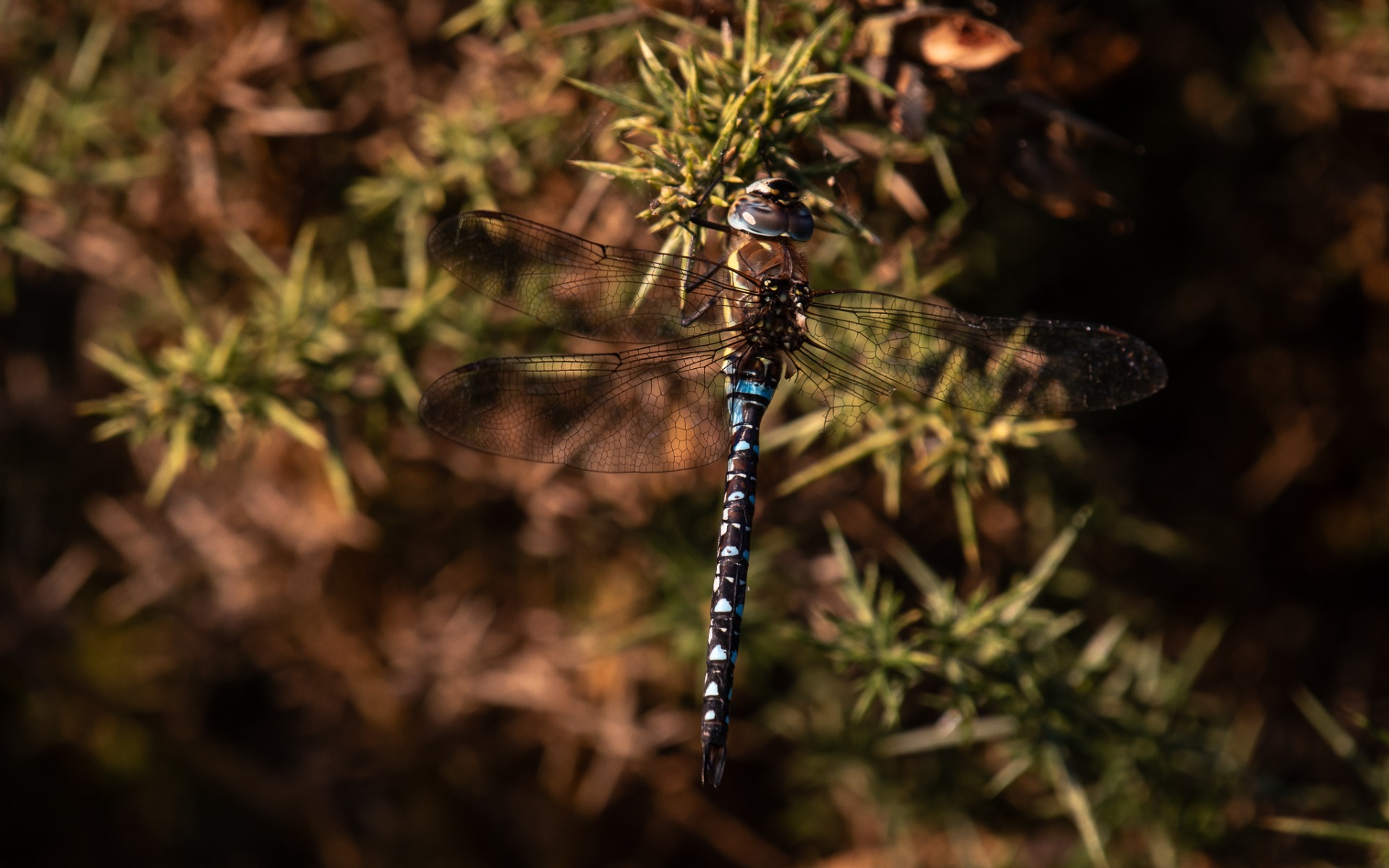 Migrant Hawker (male).