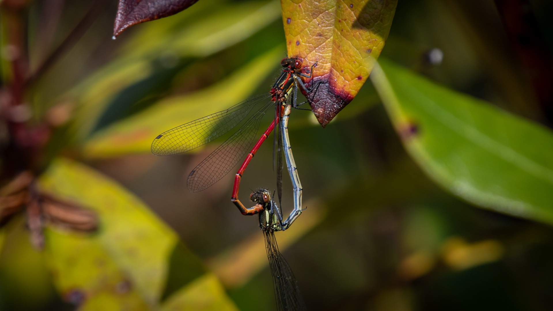 Large Red Damselflies mating.