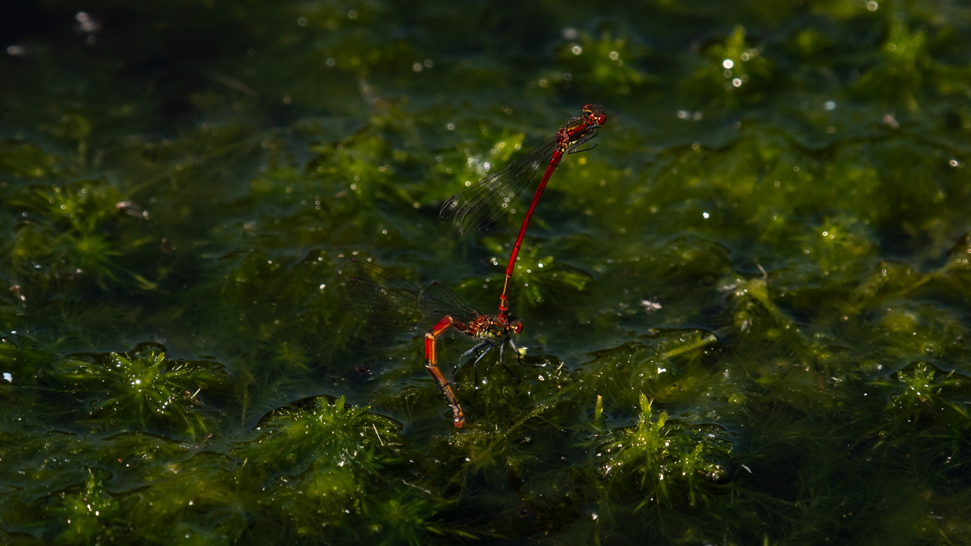 Large Red Damselfly laying eggs.
