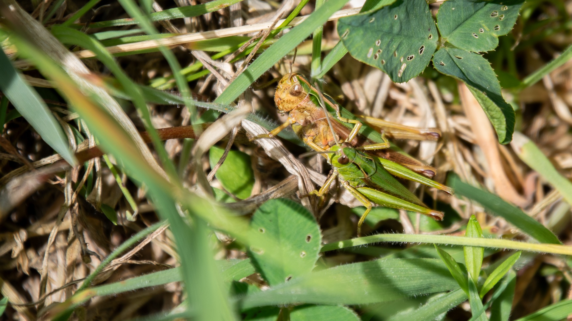 Common Green Grasshopper couple. Males are generally smaller than females.