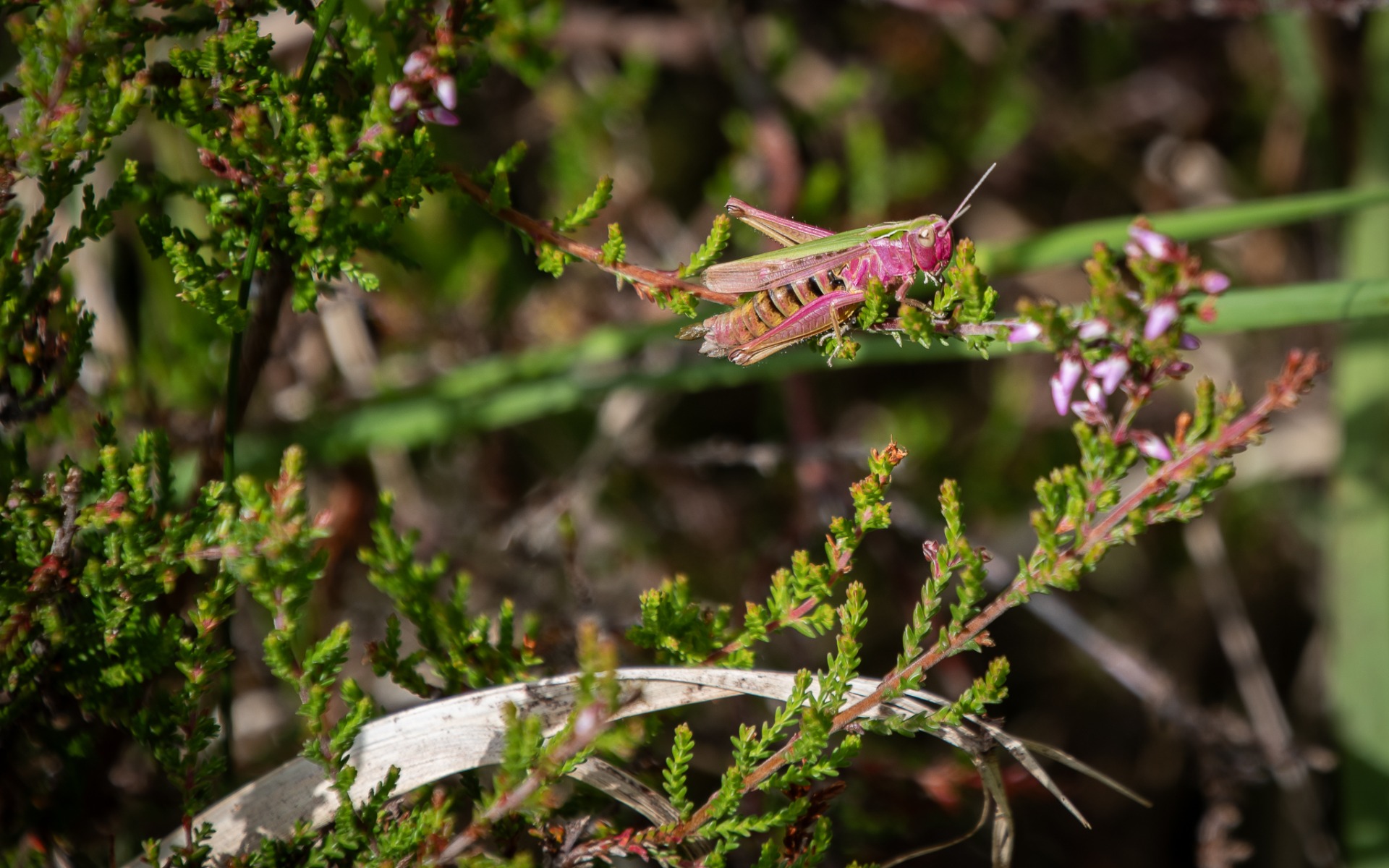 Common Green Grasshopper (Omocestus viridulus).