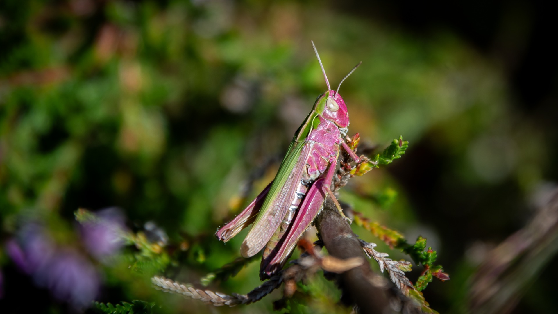 Common Green Grasshopper (Omocestus viridulus) with pink colouration.