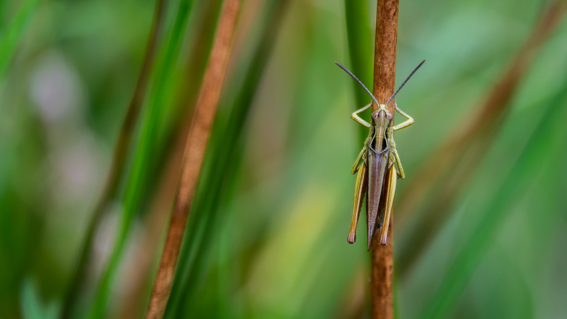 Common Green Grasshopper (Omocestus viridulus).