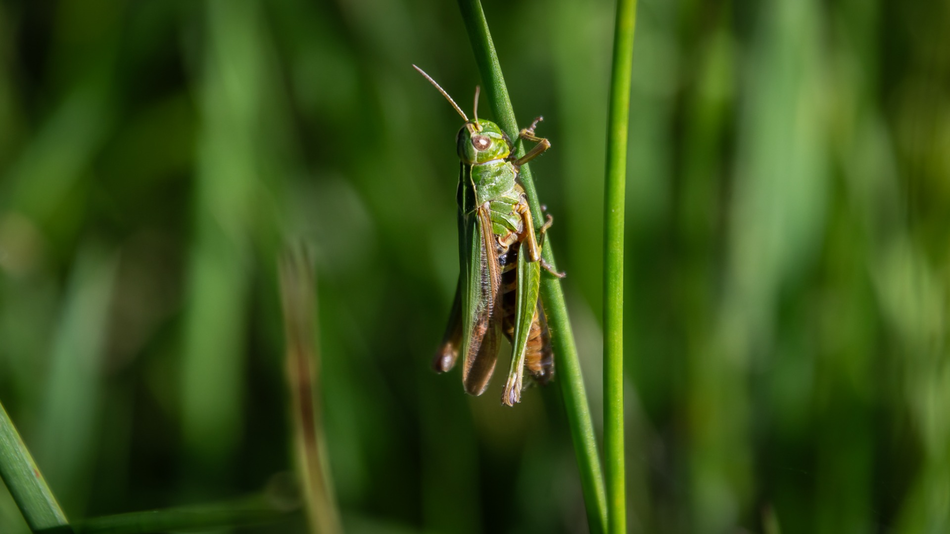 Common Green Grasshopper (Omocestus viridulus).