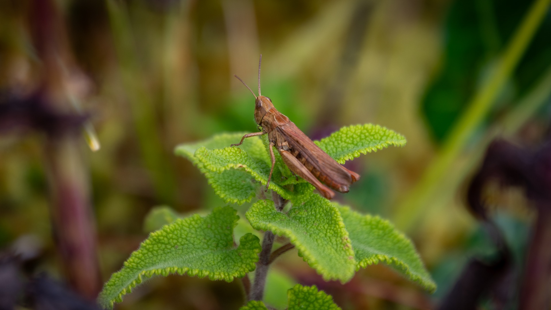 Field Grasshopper on Wood Sage.