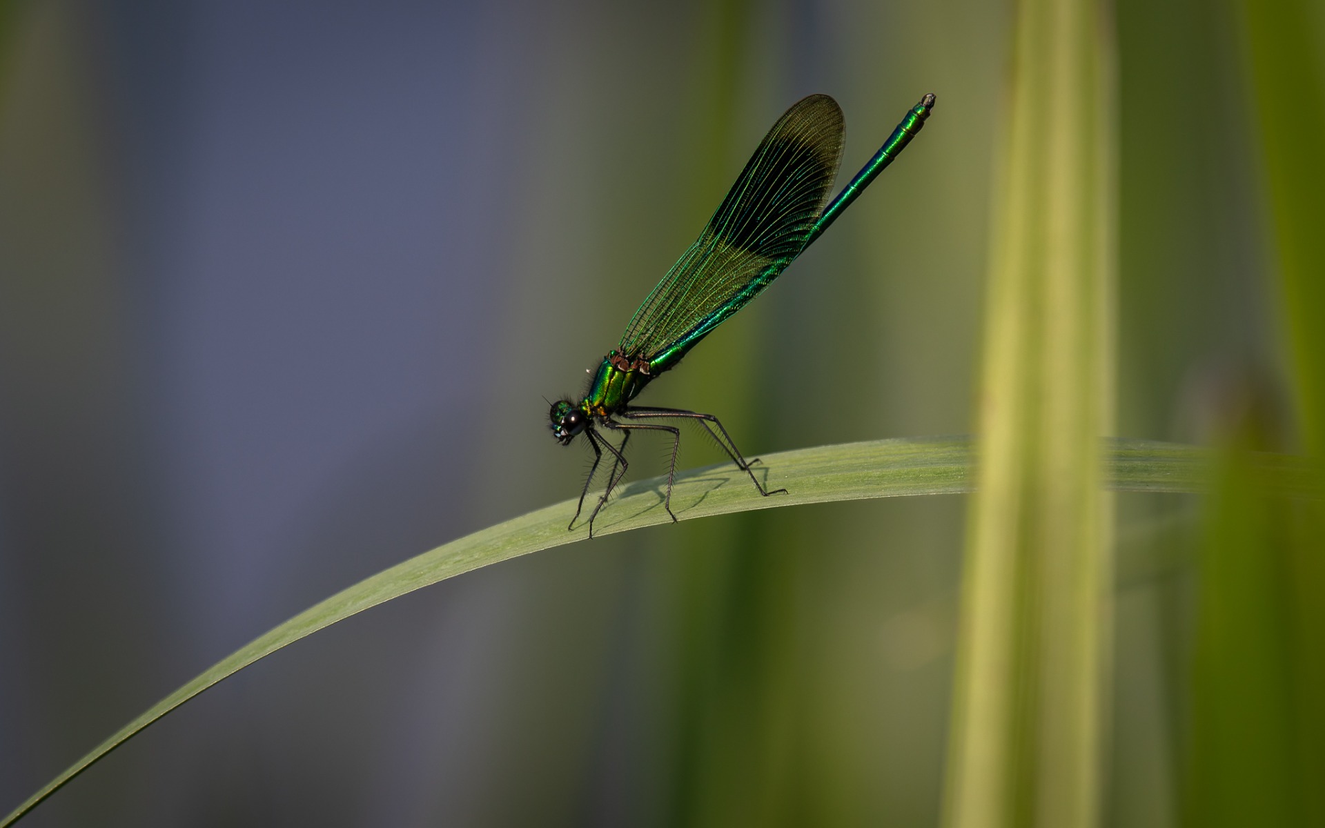 Banded Demoiselle (male).