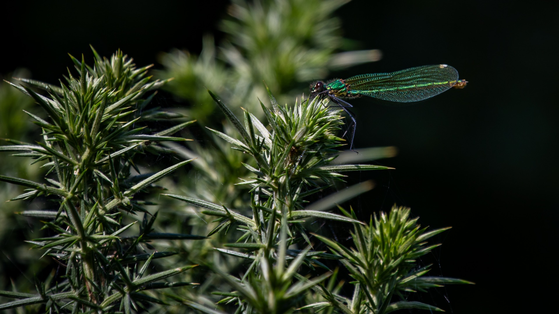 Banded Demoiselle (female).
