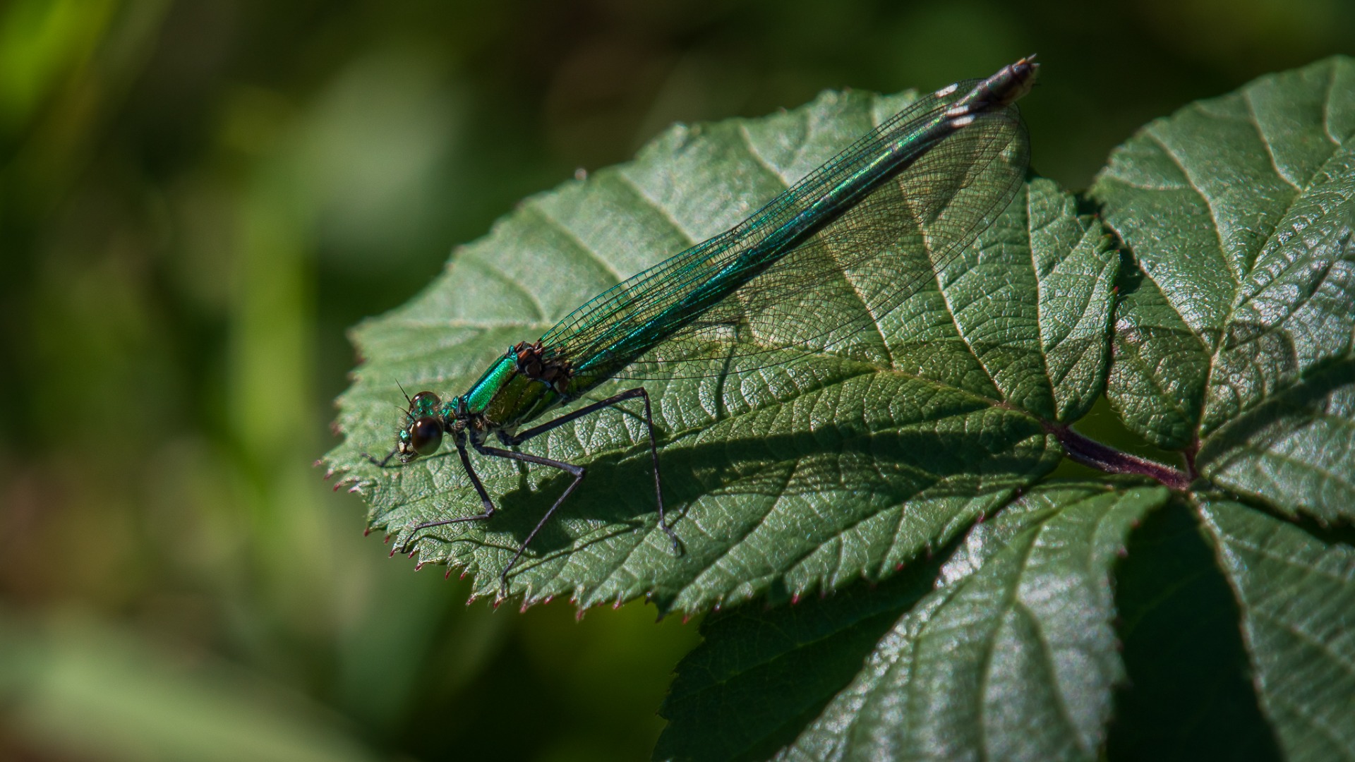 Banded Demoiselle (female).