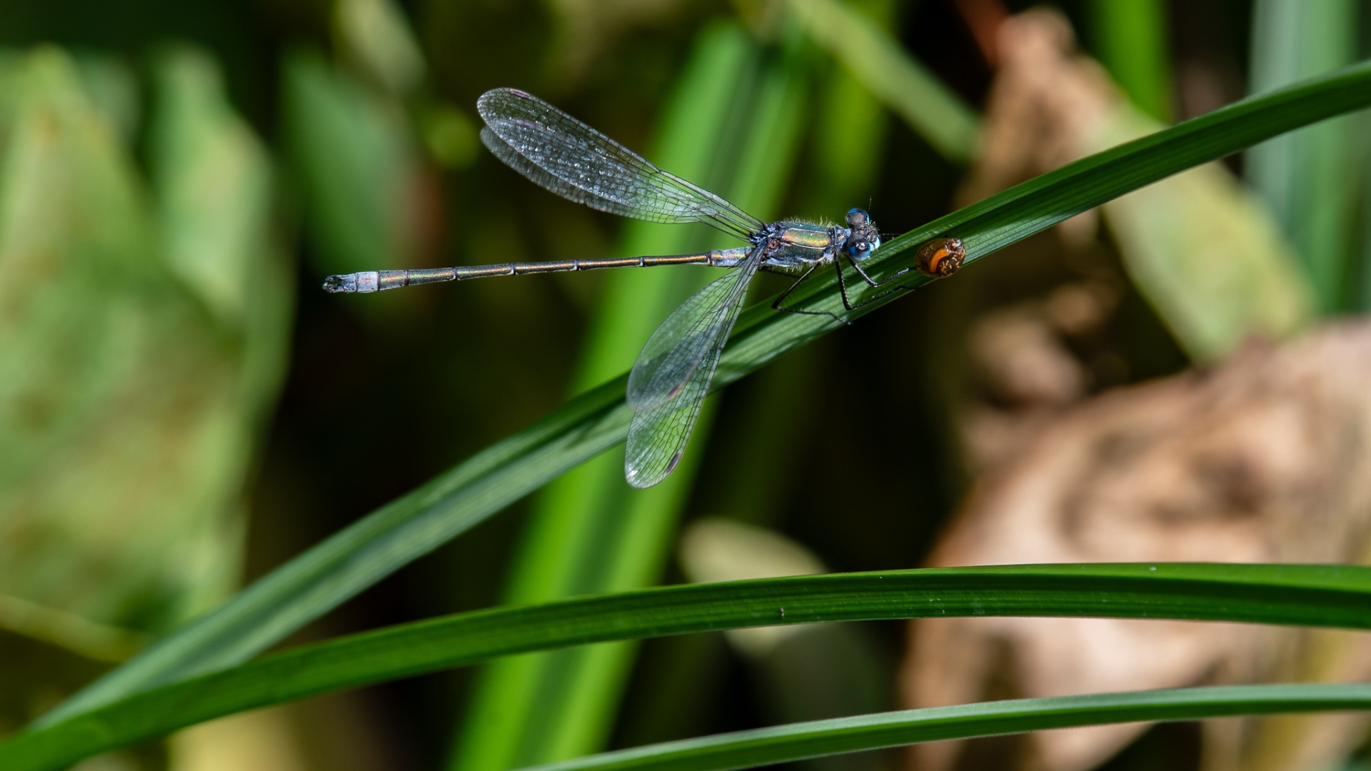 Emerald Damselfly (male).