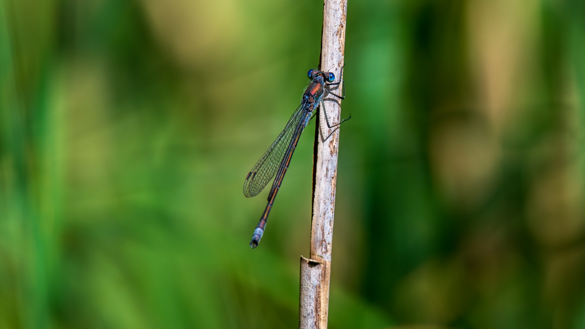 Emerald Damselfly (Lestes sponsa), darkened with age.
