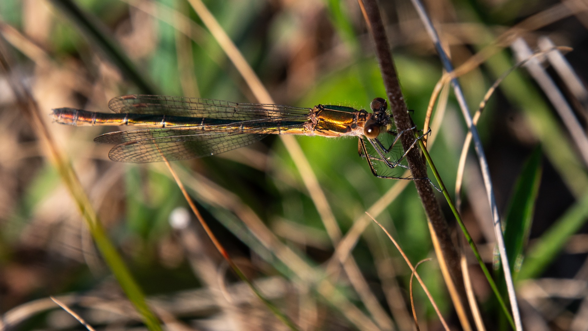 Emerald Damselfly (female).
