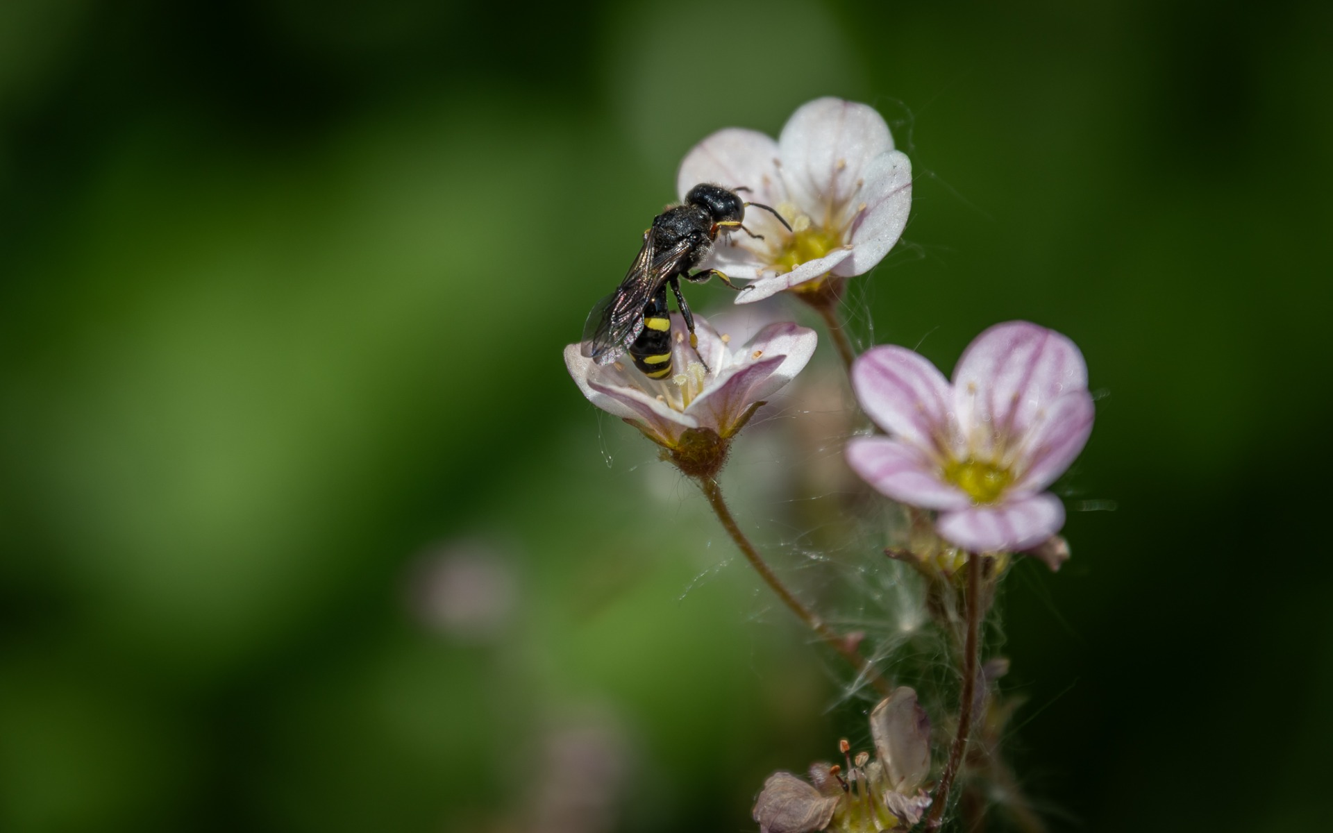 Ectemnius continuus.