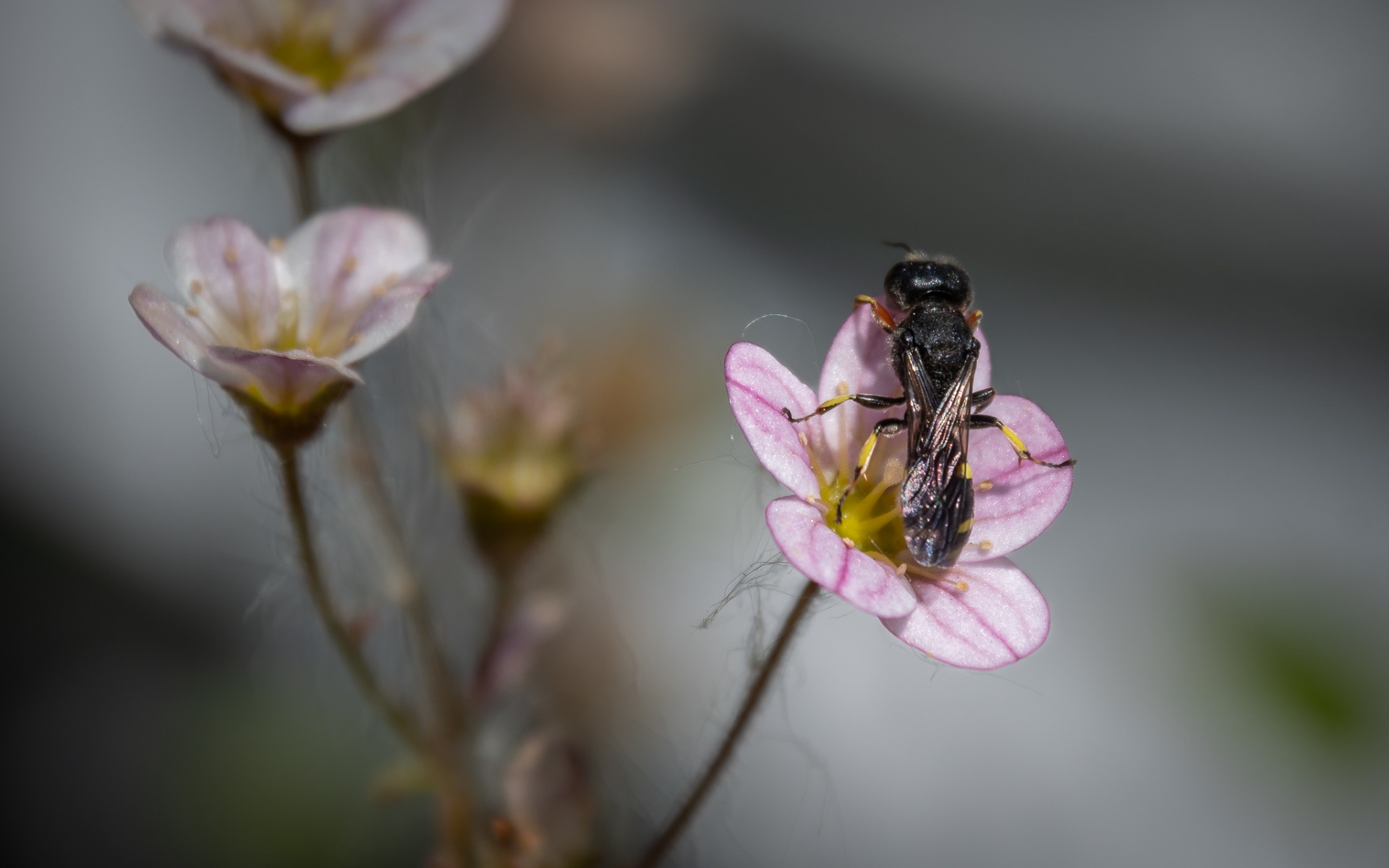 Ectemnius continuus on Saxifrage flower.
