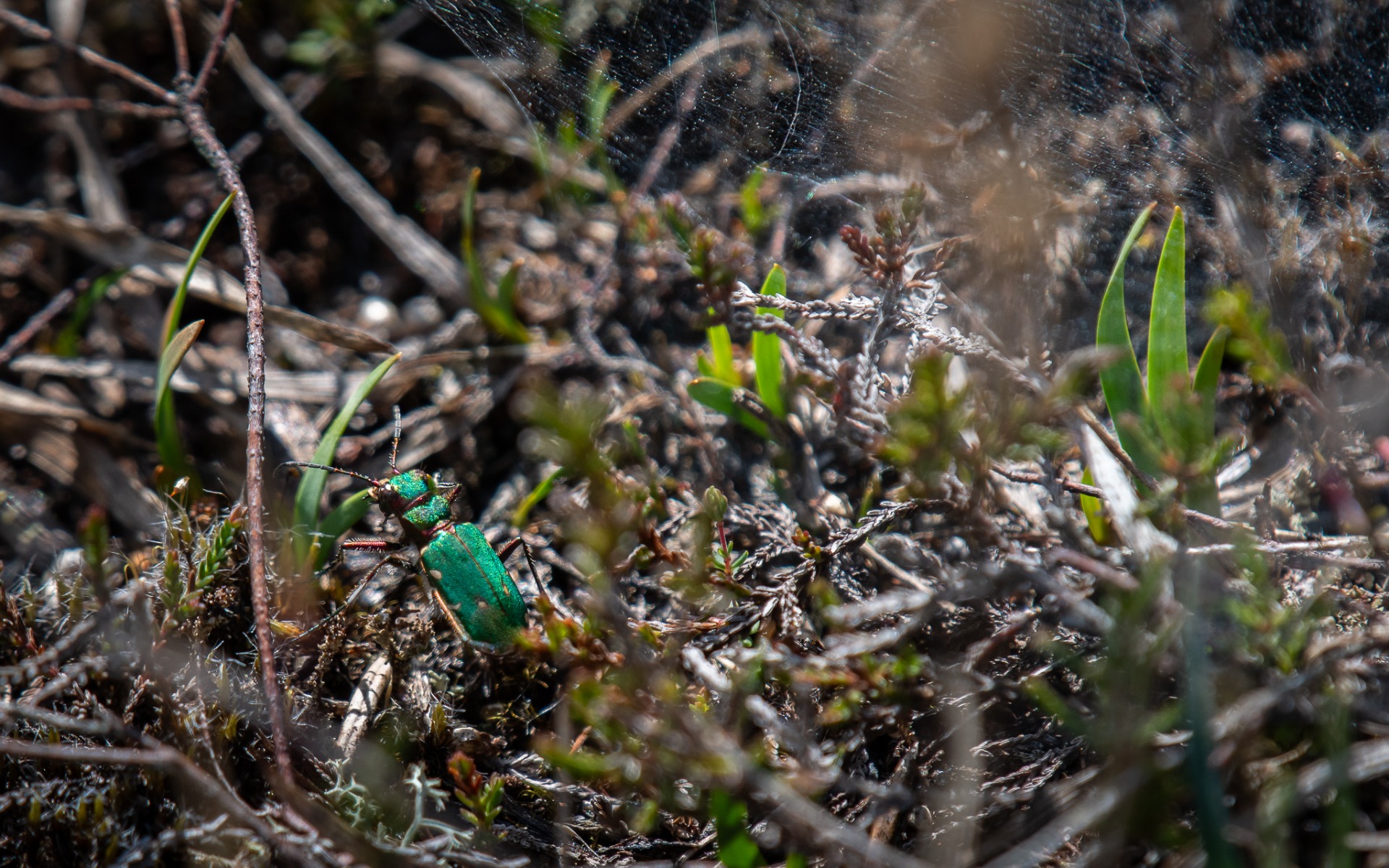 Green Tiger Beetle (Cicindela campestris).
