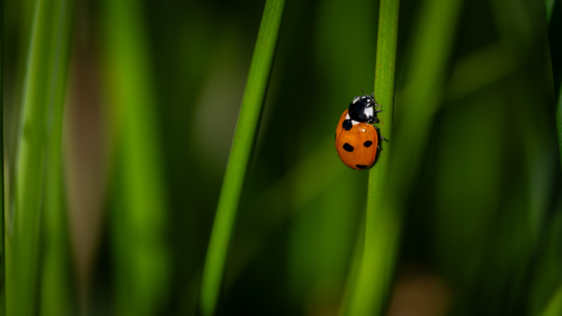 7-spot Ladybird.