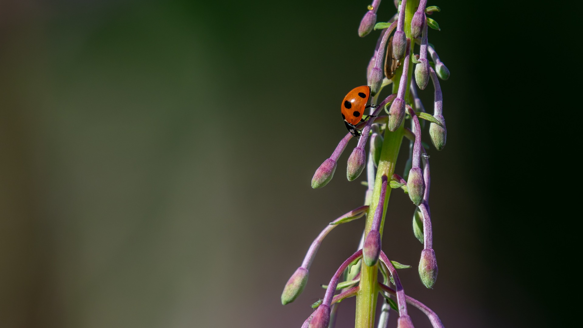 Ladybird on Willowherb.