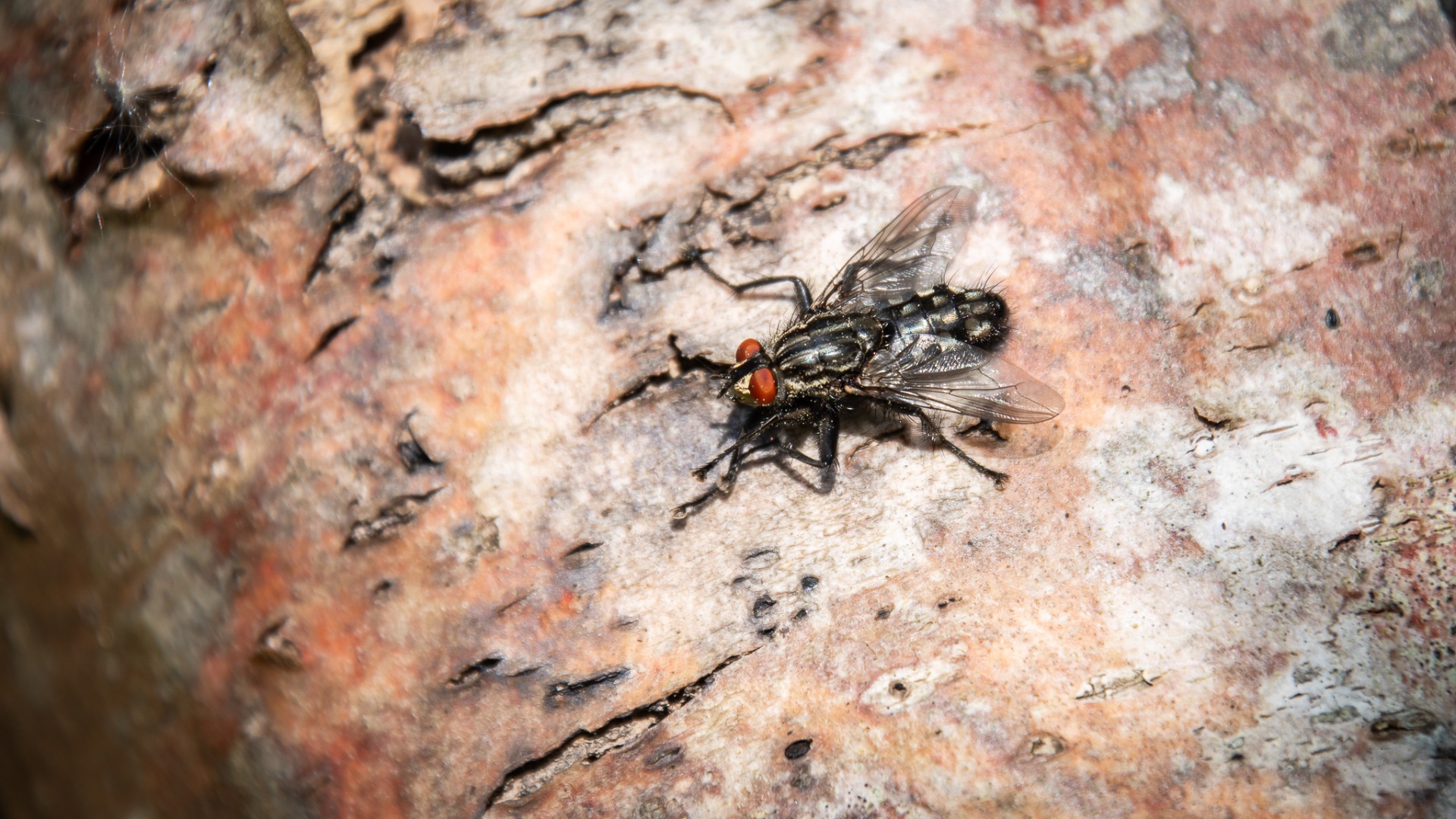 Flesh Fly (Sarcophaga carnaria), deposits small larvae rather than eggs.