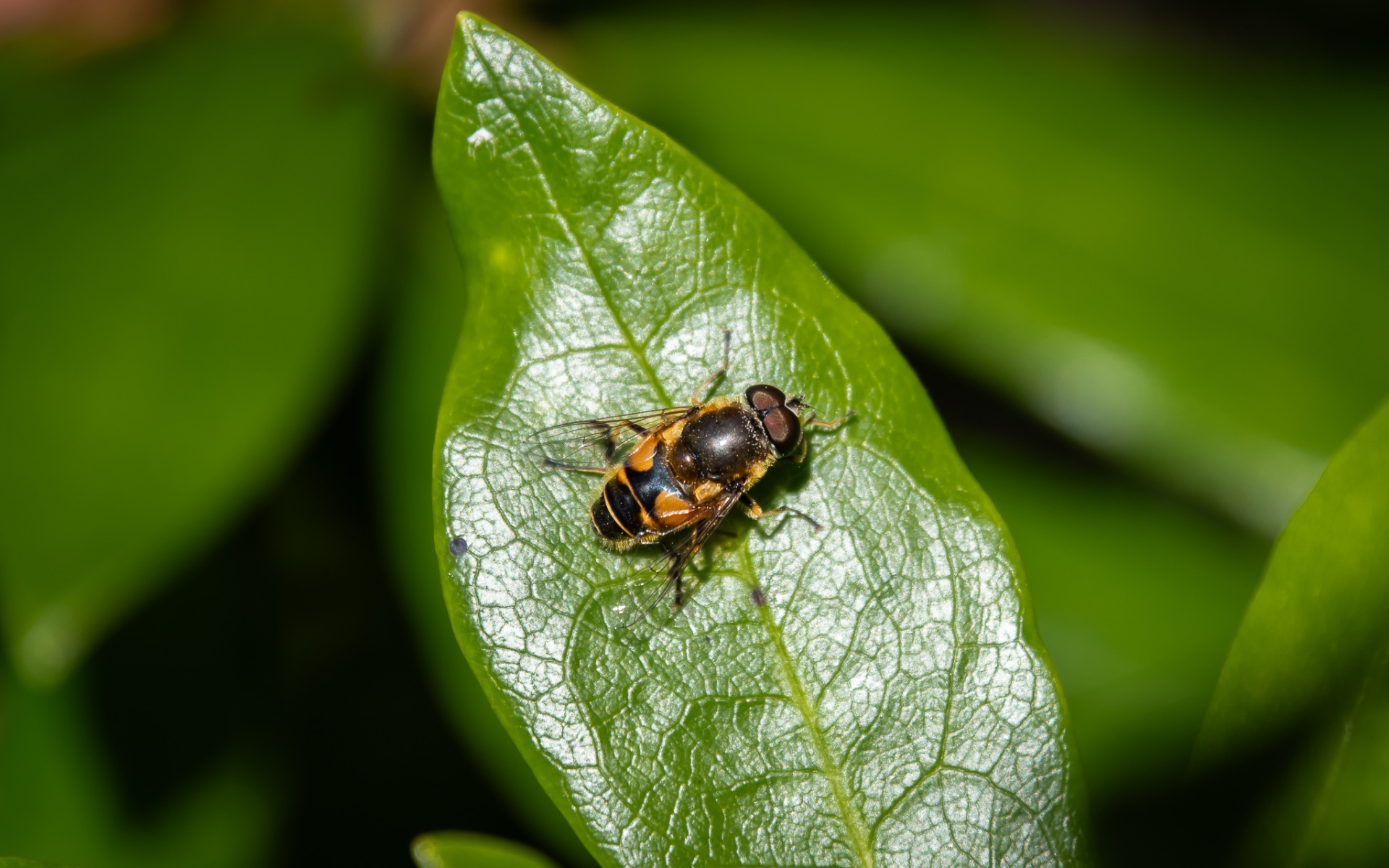 Eristalis horticola.