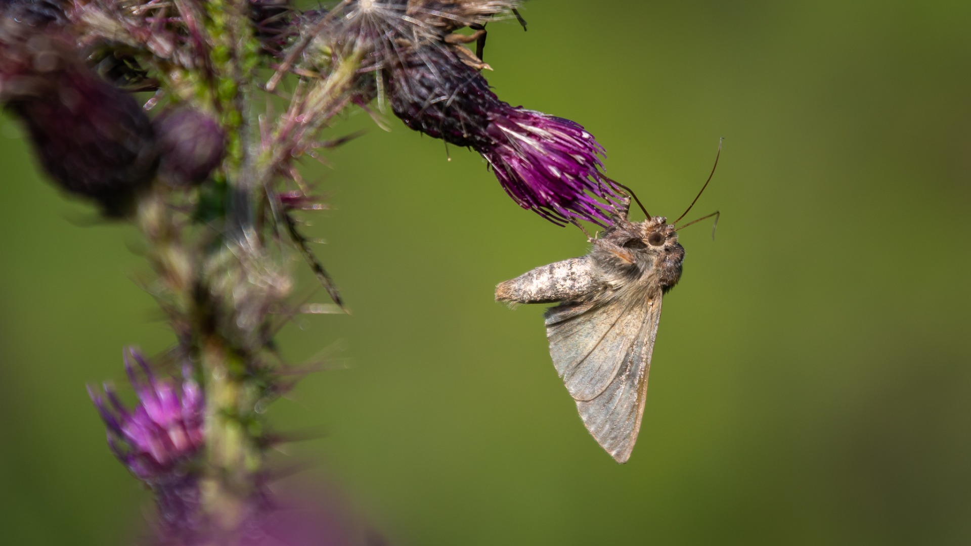 Silver Y Moth on Marsh Thistle.