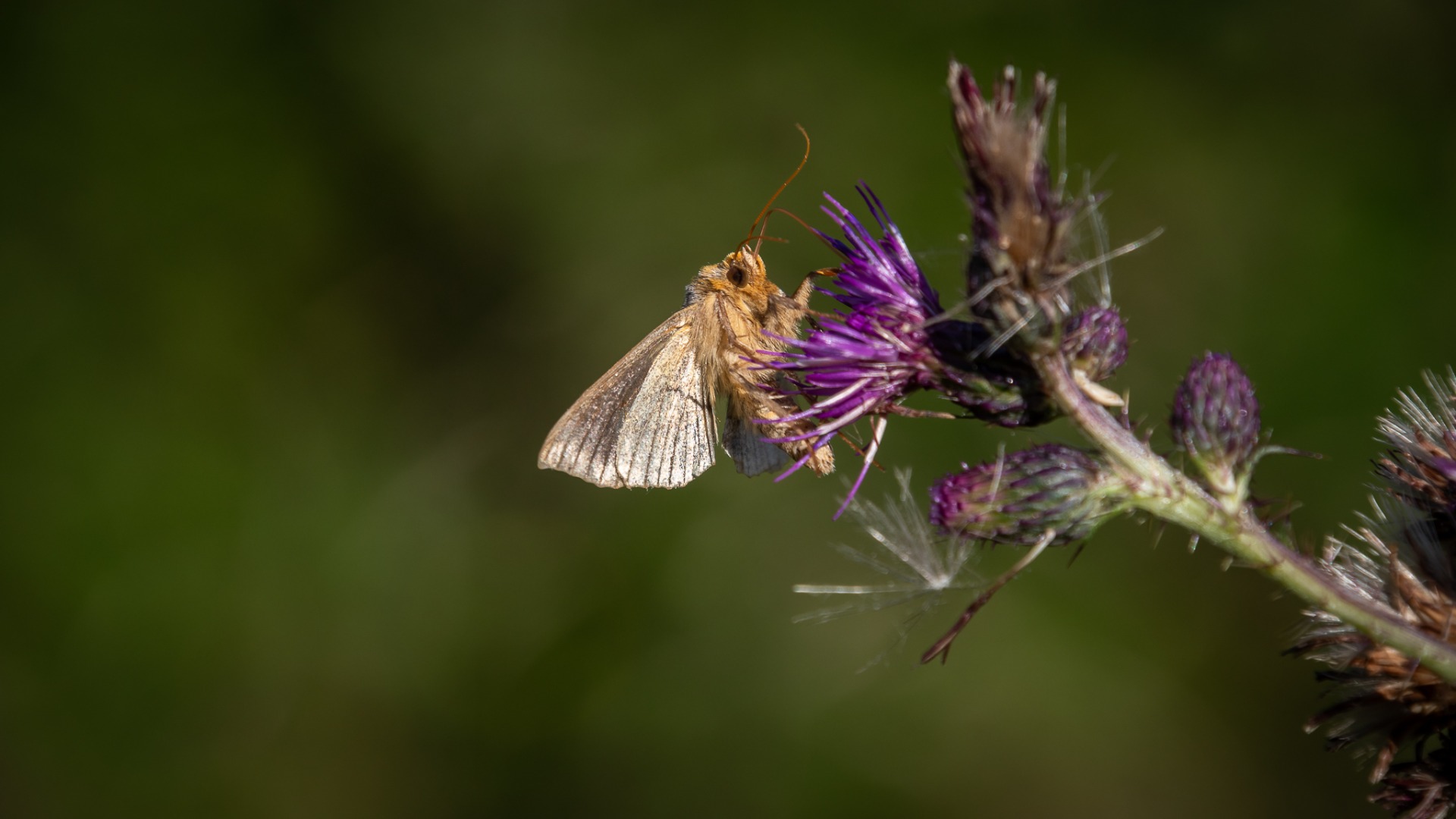 Silver Y Moth (Autographa gamma).