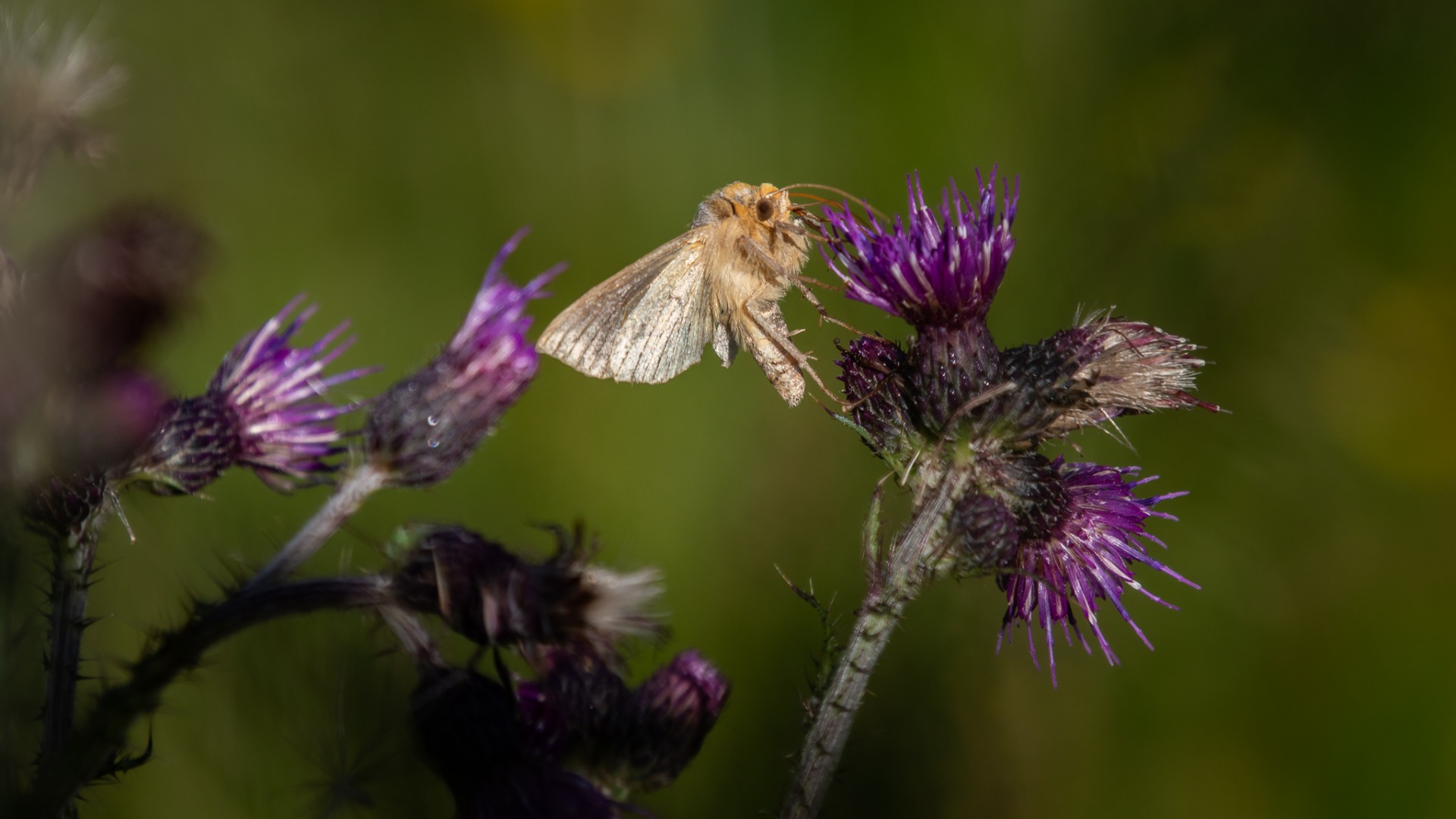 Silver Y Moth (Autographa gamma).