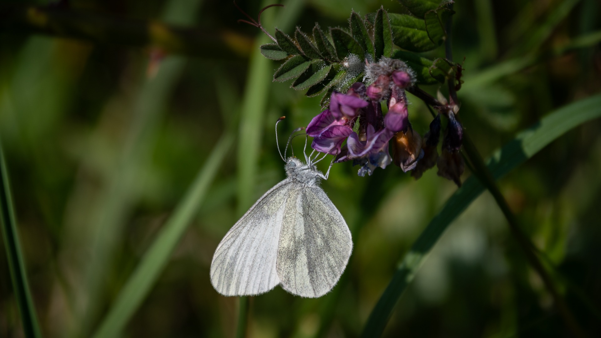 Wood White on Bush Vetch - Burren, 13/05/25.