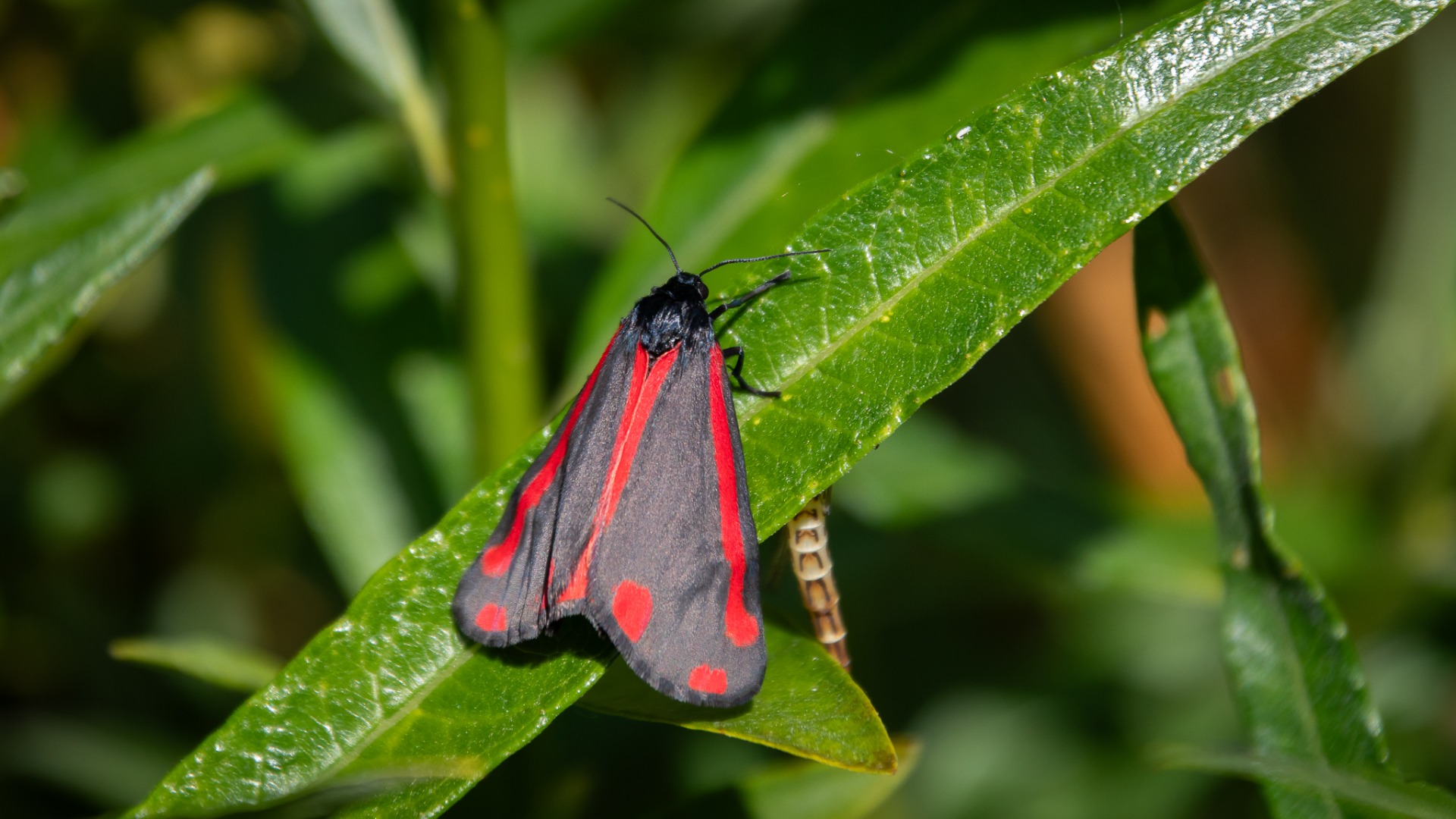 Cinnabar Moth.