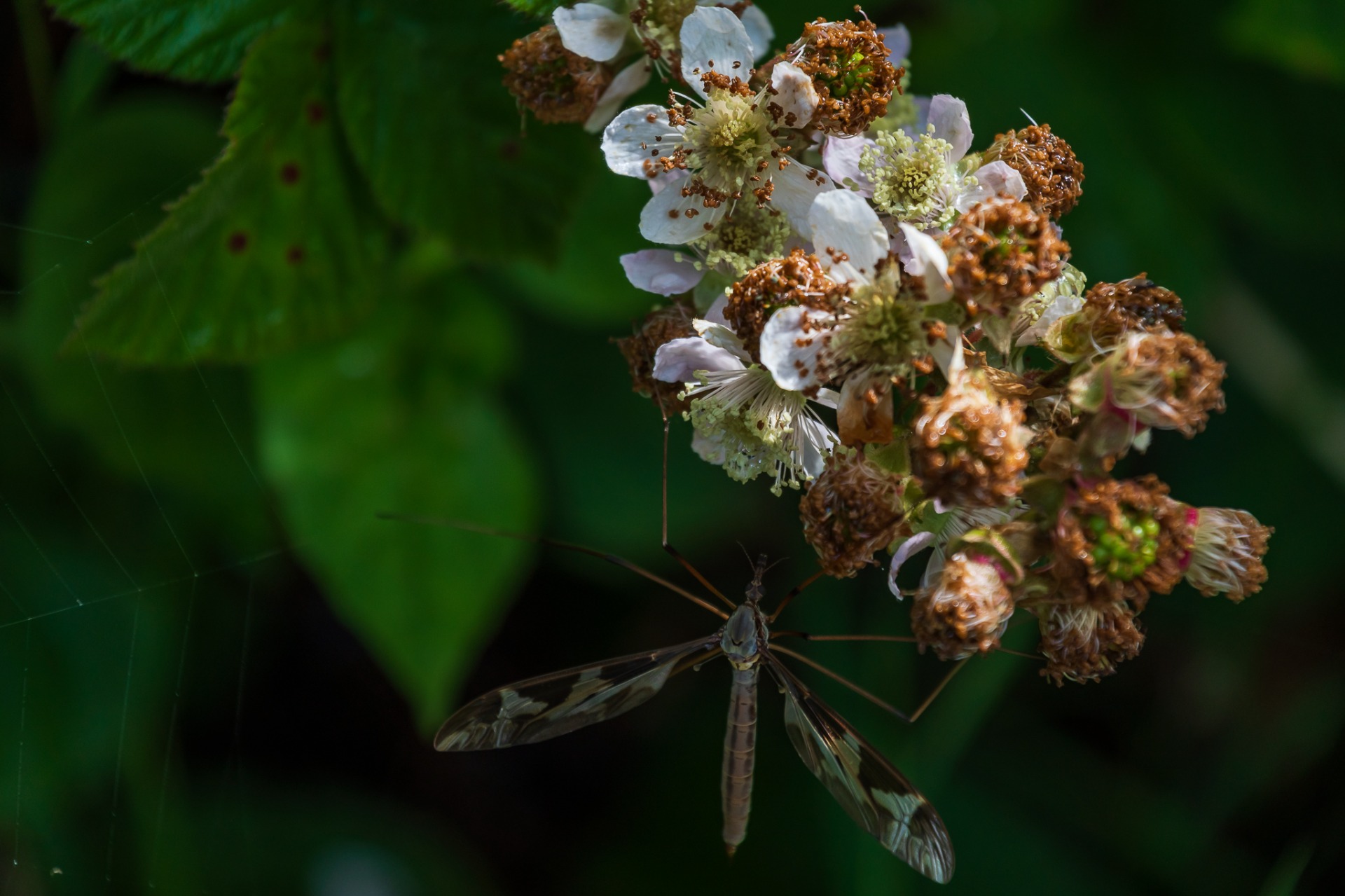 Tipula Maxima on Bramble flower.