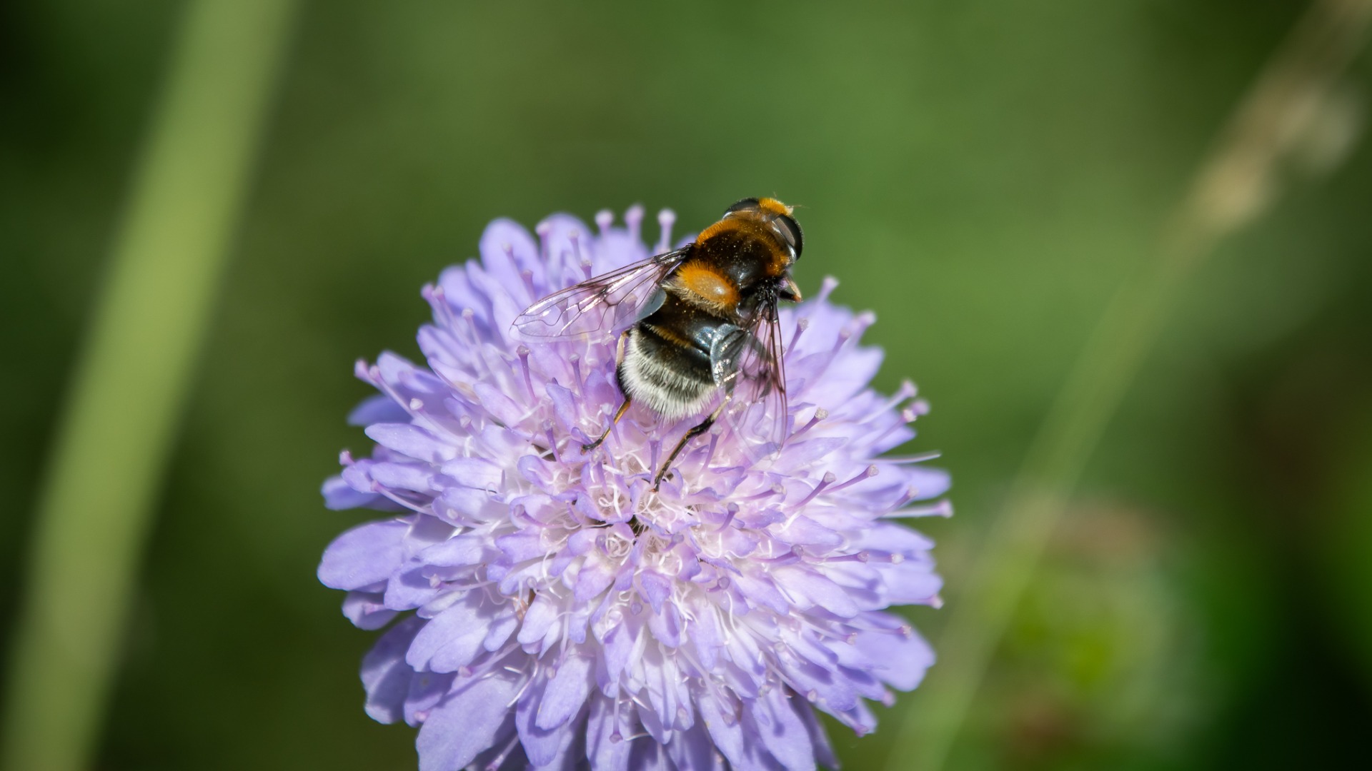 Bumblebee Hoverfly (Volucella bombylans).