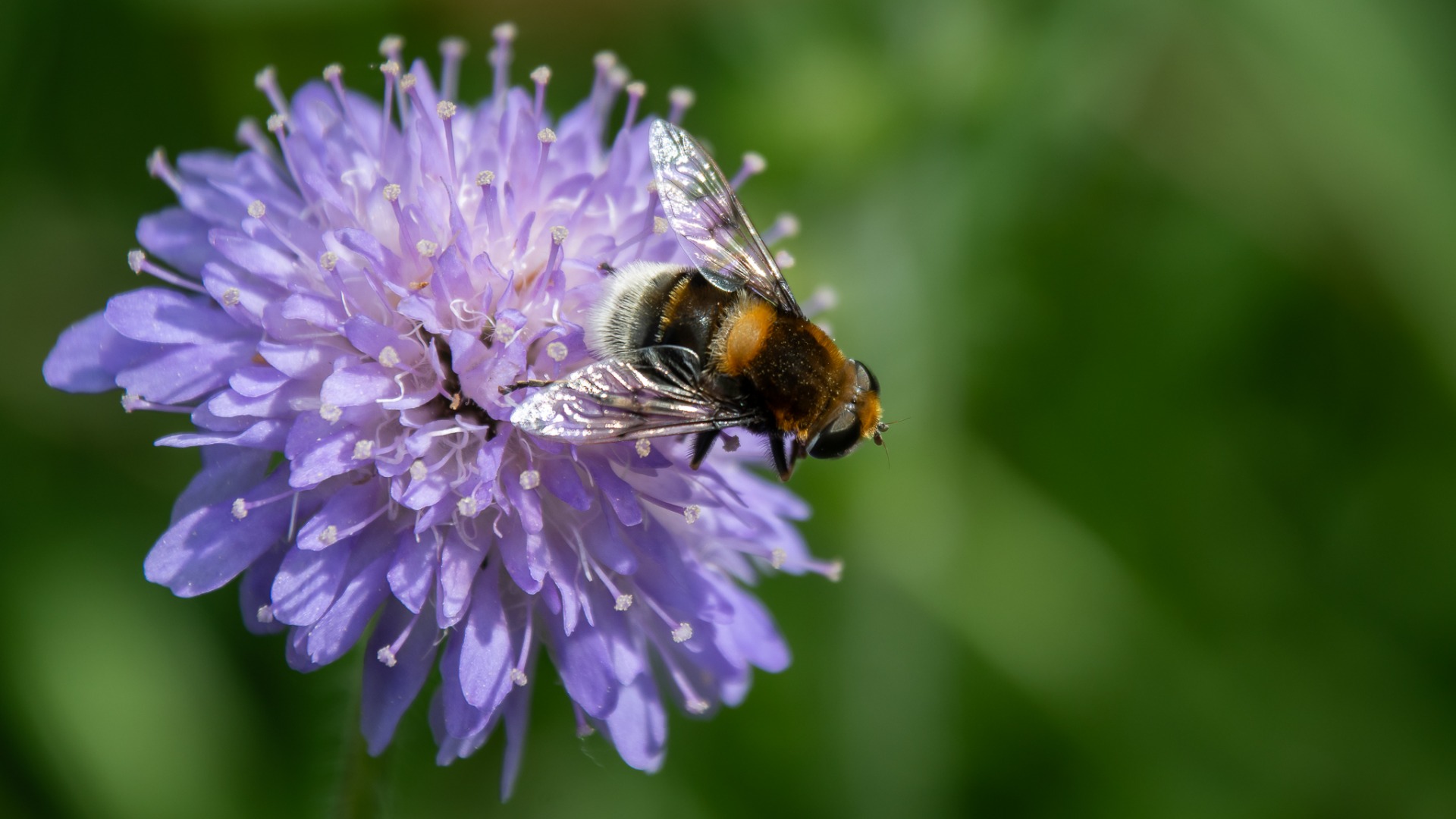 Bumblebee Hoverfly on Field Scabious flower.