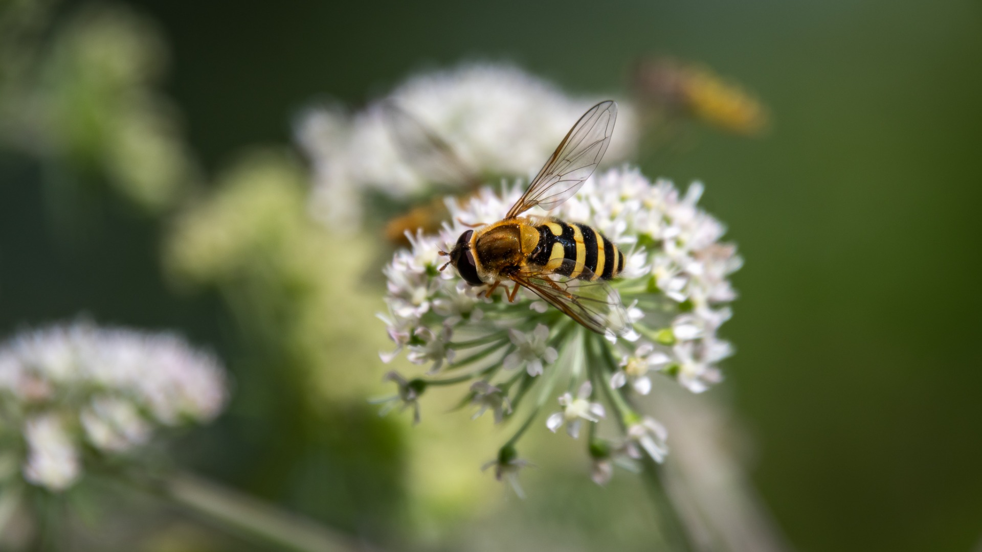 Humming Syrphus (Syrphus ribesii).
