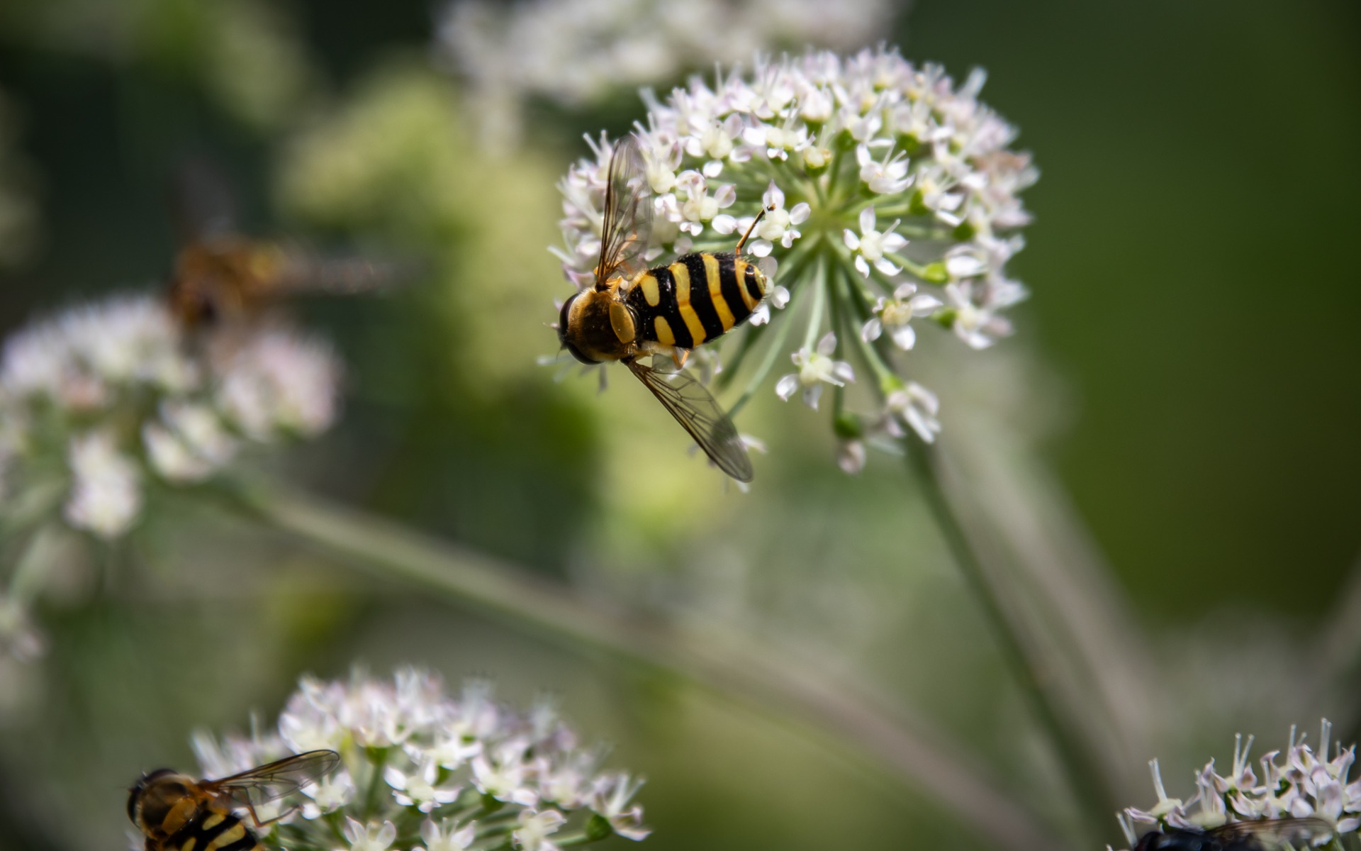 Humming Syrphus (Syrphus ribesii).