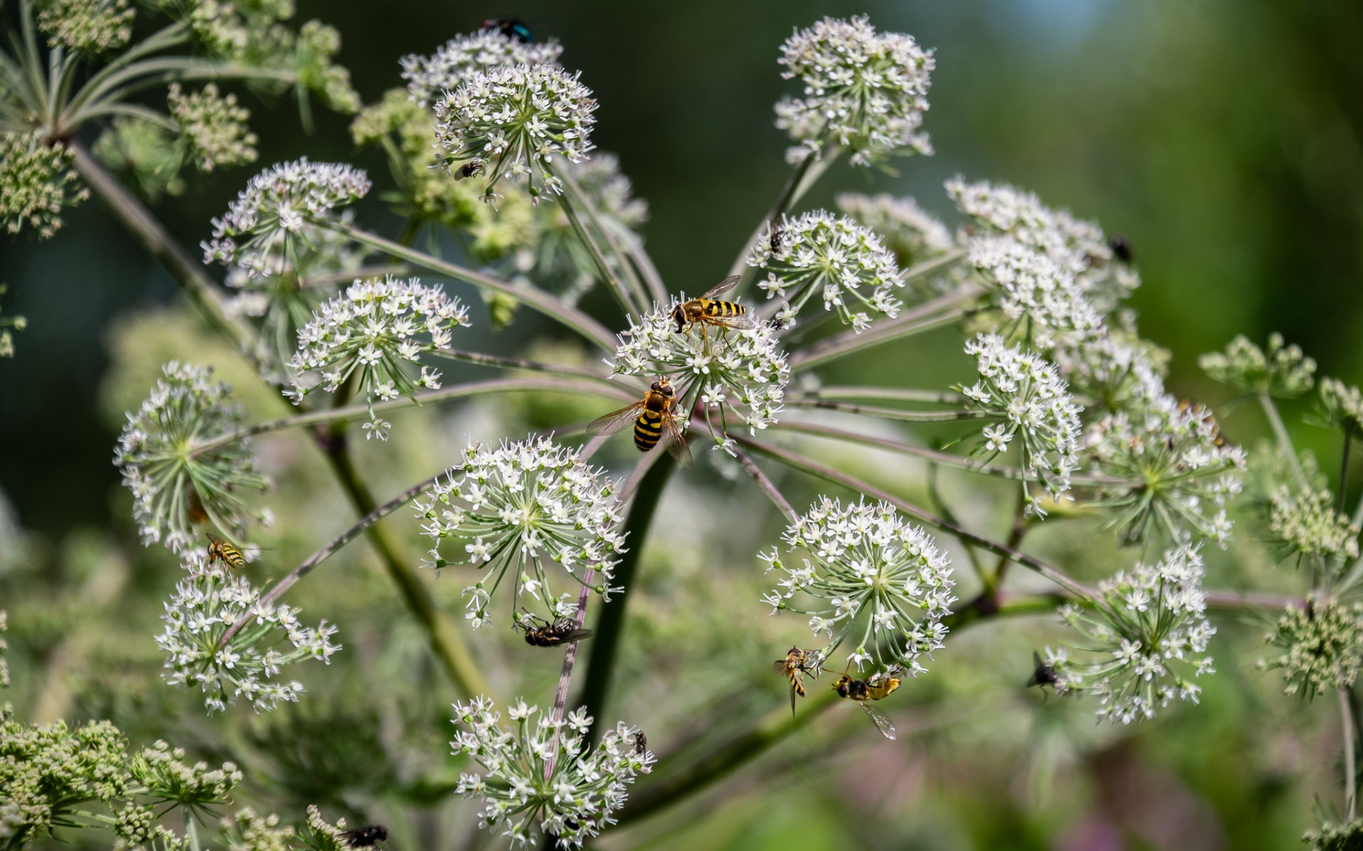 Humming Syrphus hoverflies on Wild Angelica flowers.