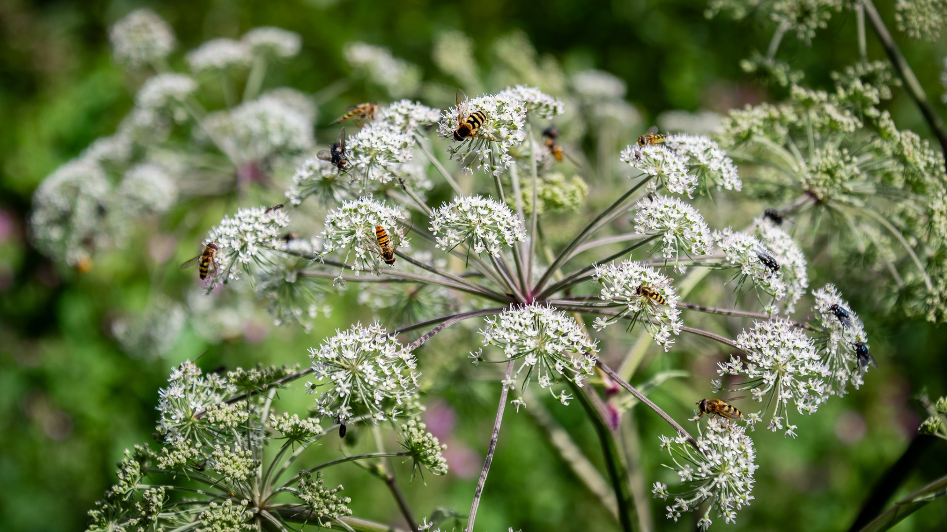 Flies on Wild Angelica umbel.