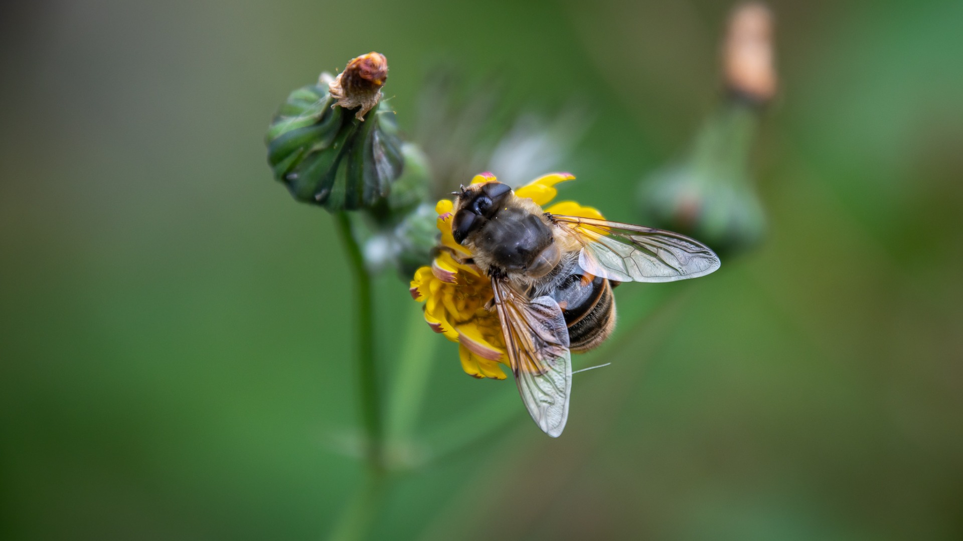 Drone fly (Eristalis tenax).