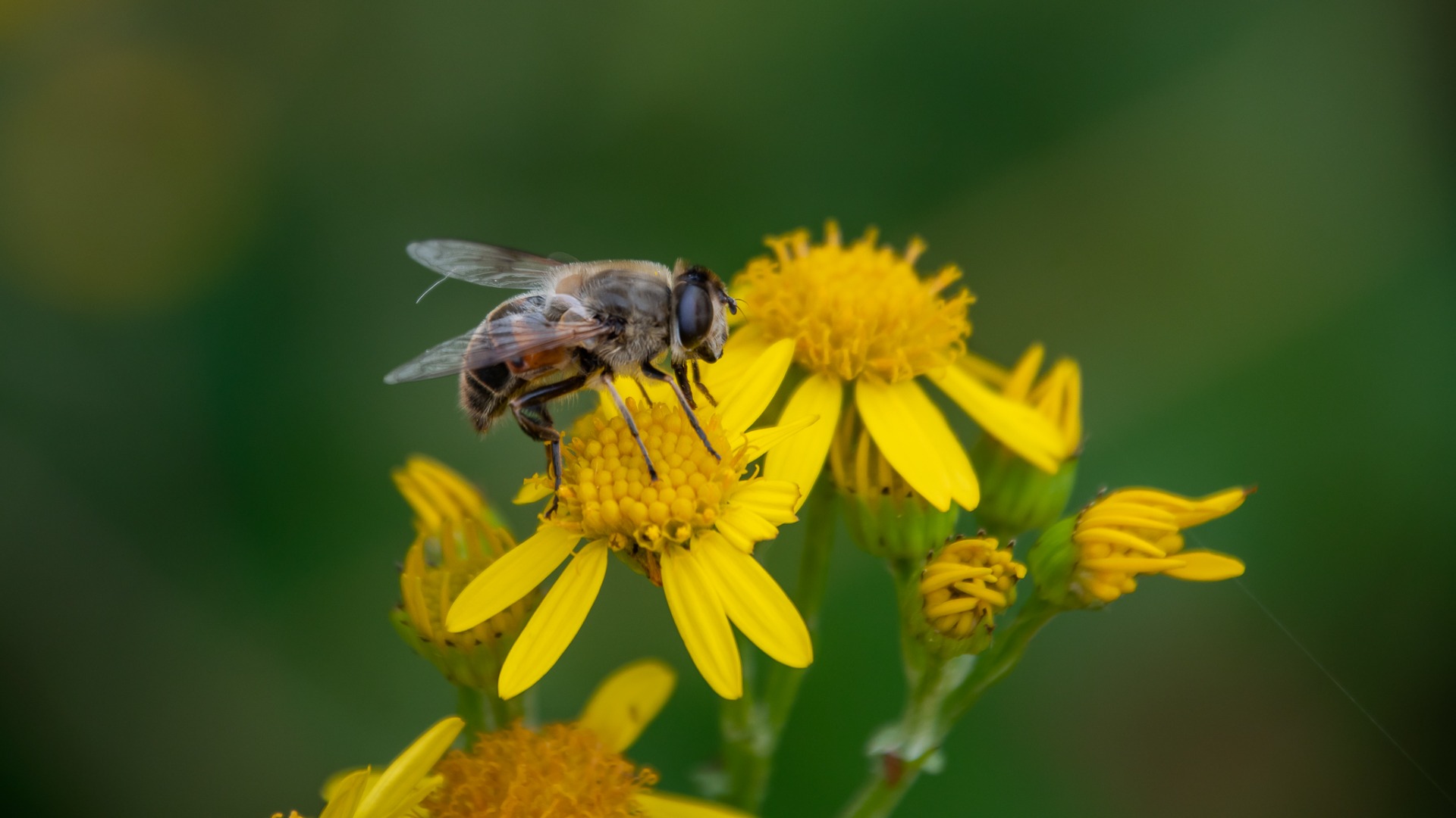 Drone fly, so called due to its resemblance to a honeybee drone.