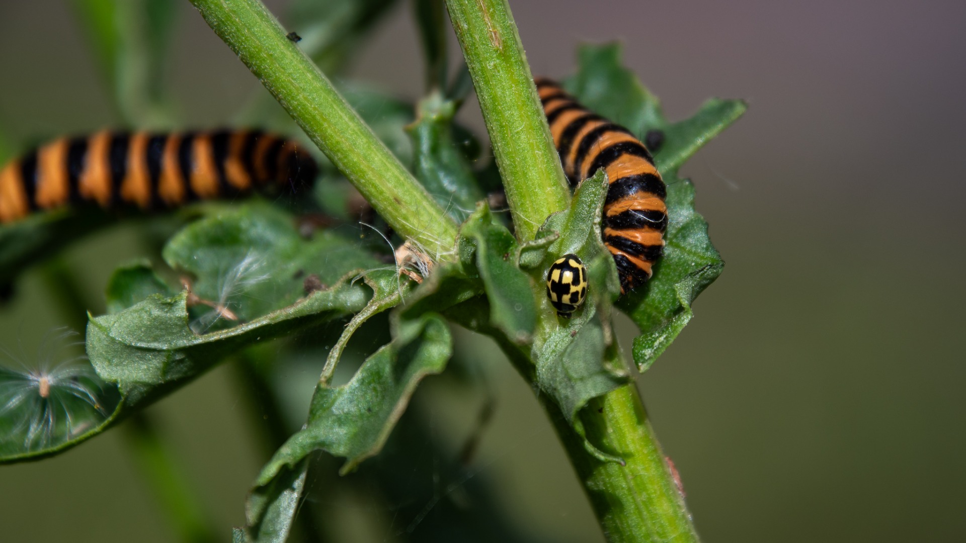 14-spot Ladybird & Cinnabar caterpillars on Ragwort.