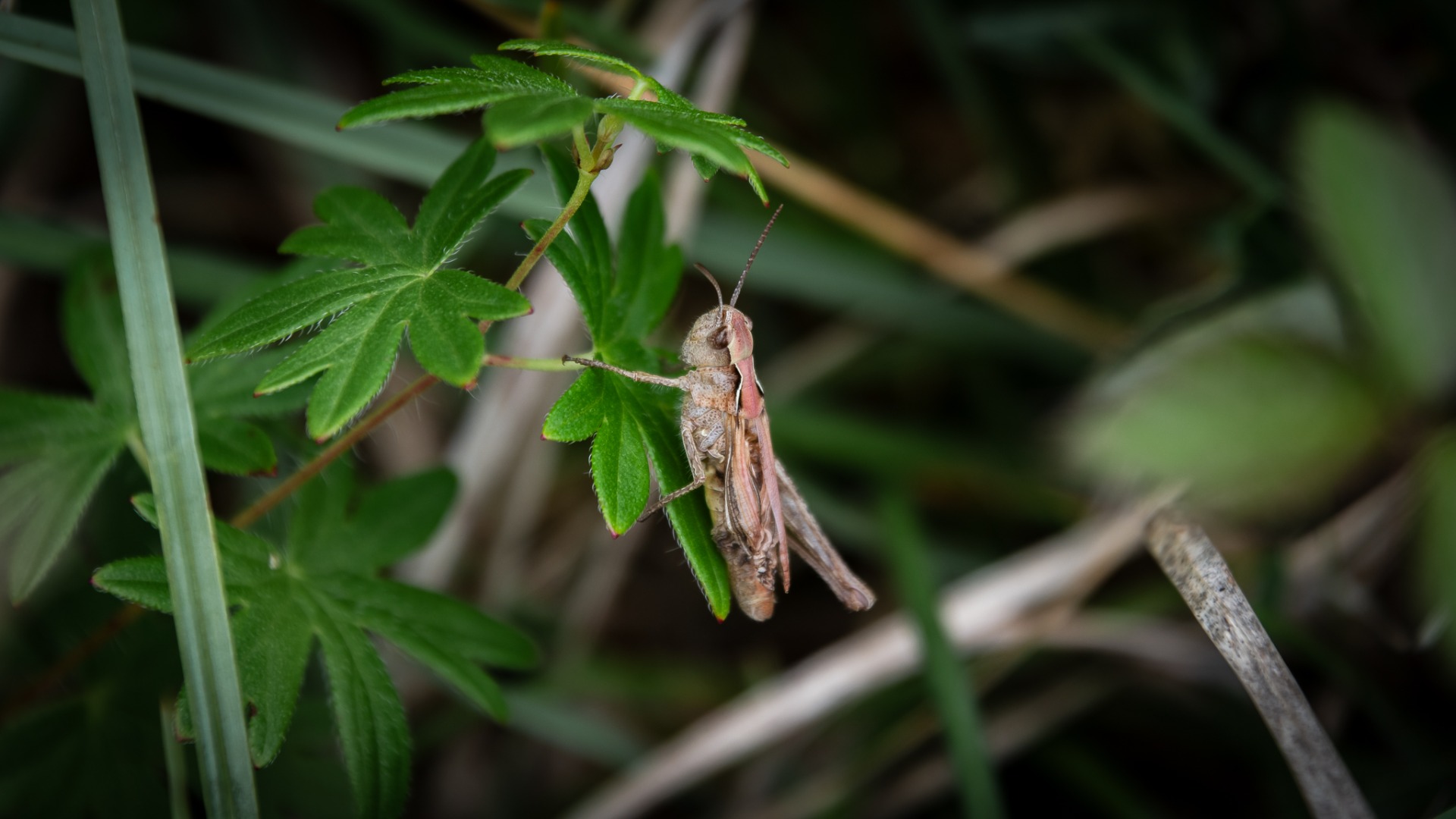 Field Grasshopper.