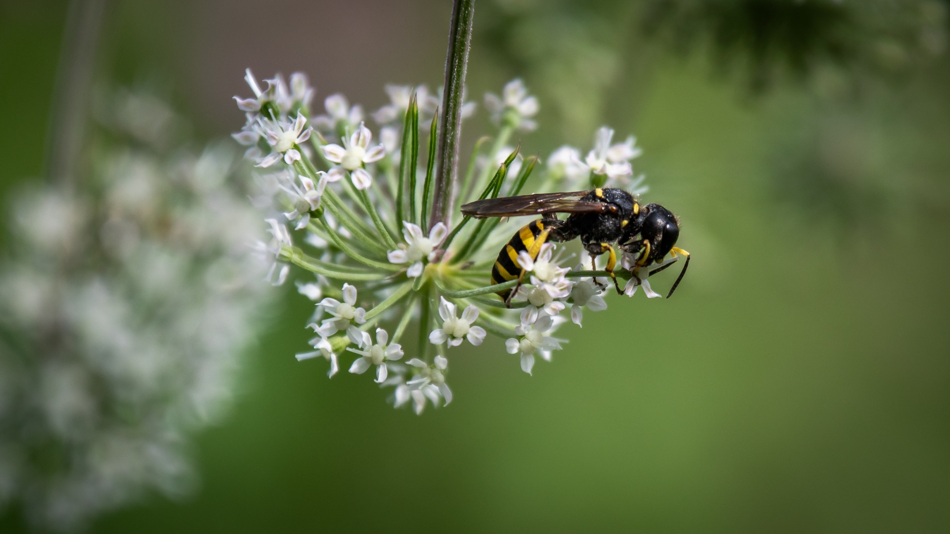 Big-headed Digger Wasp (Ectemnius cephalotes).