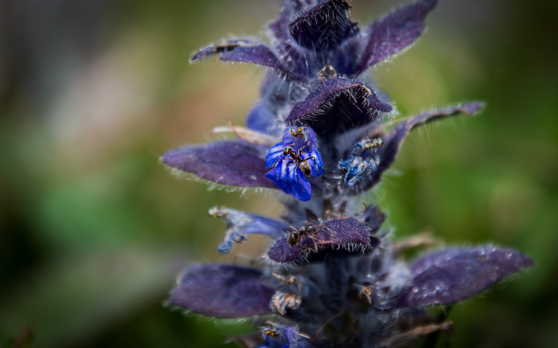 Ant on Ajuga pyramidalis flower.