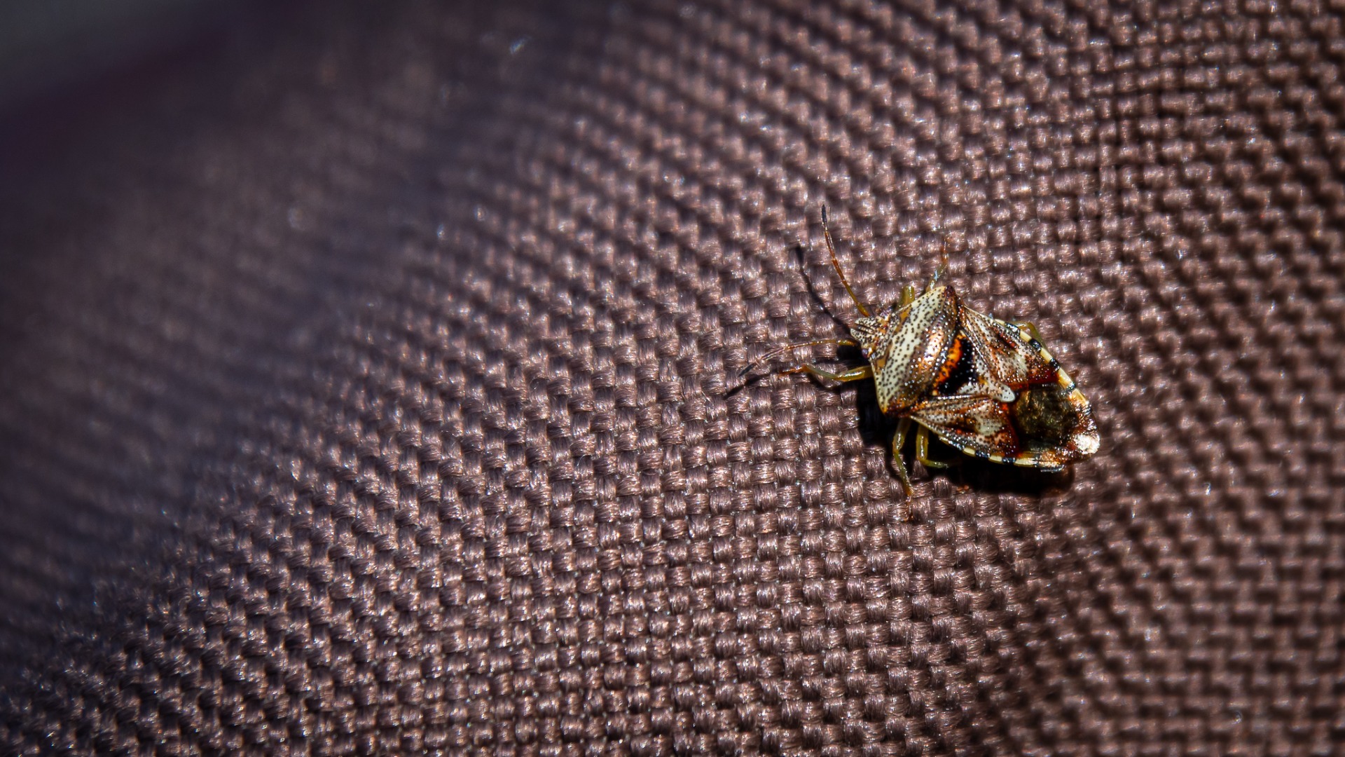 Parent Bug (Elasmucha grisea).