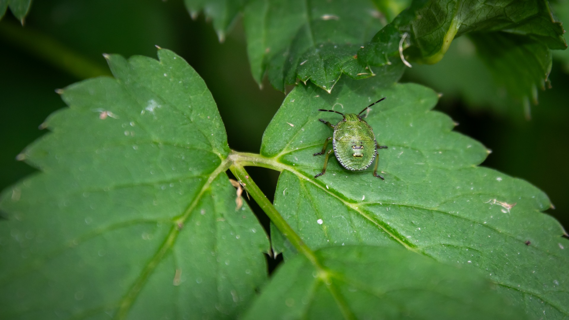 Green Shieldbug (early instar nymph).