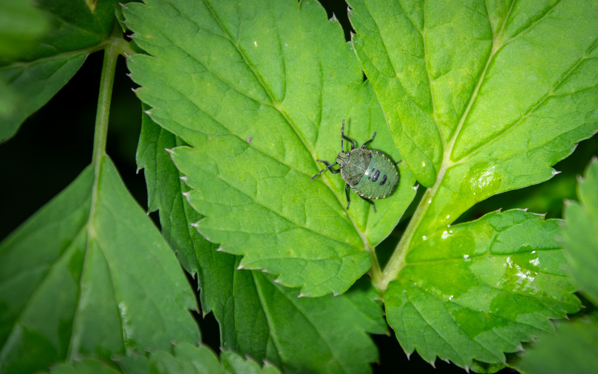 Green Shieldbug (early instar nymph).