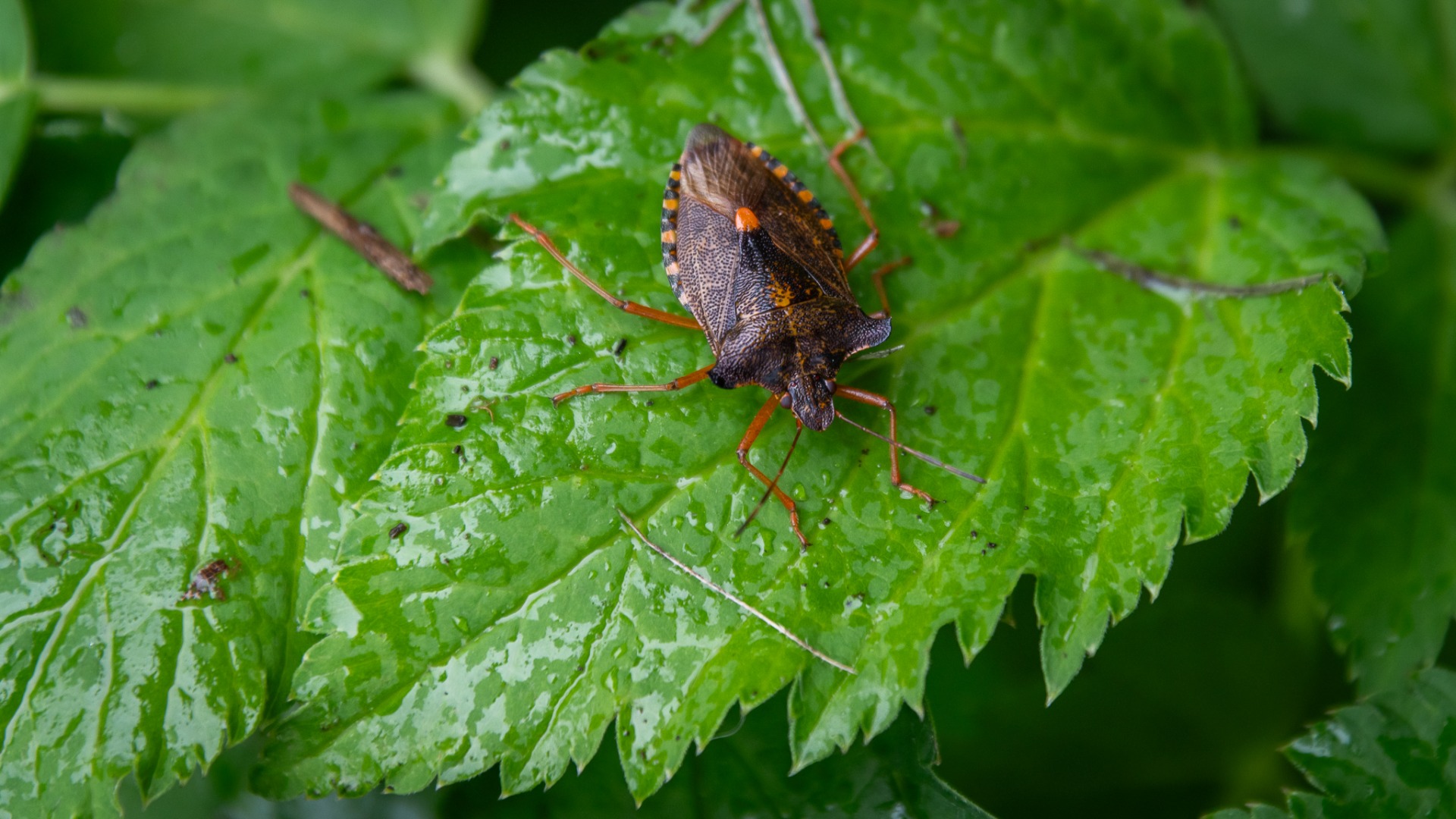 Red-legged Shieldbug (Pentatoma rufipes).