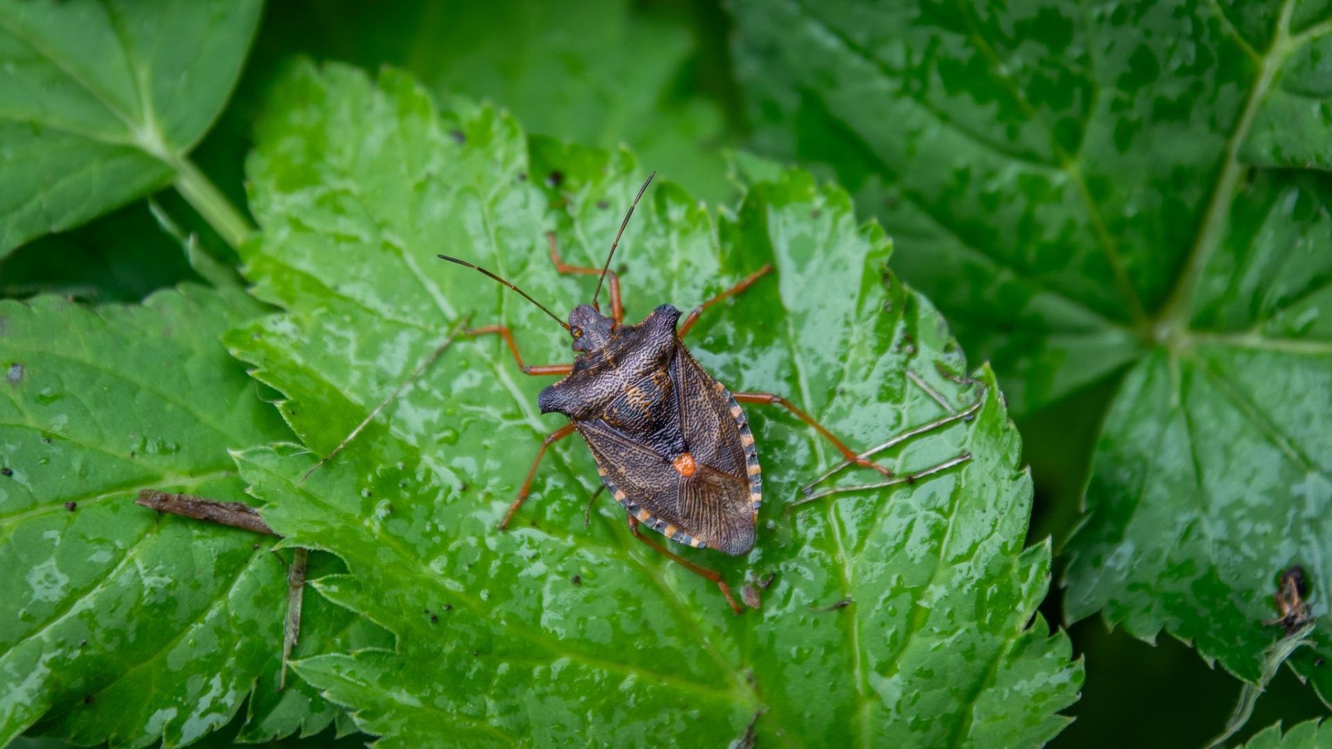 Red-legged Shieldbug (Pentatoma rufipes).