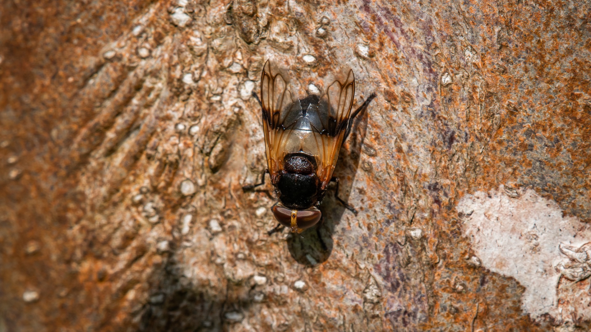 Pellucid Hover Fly (Volucella pellucens).