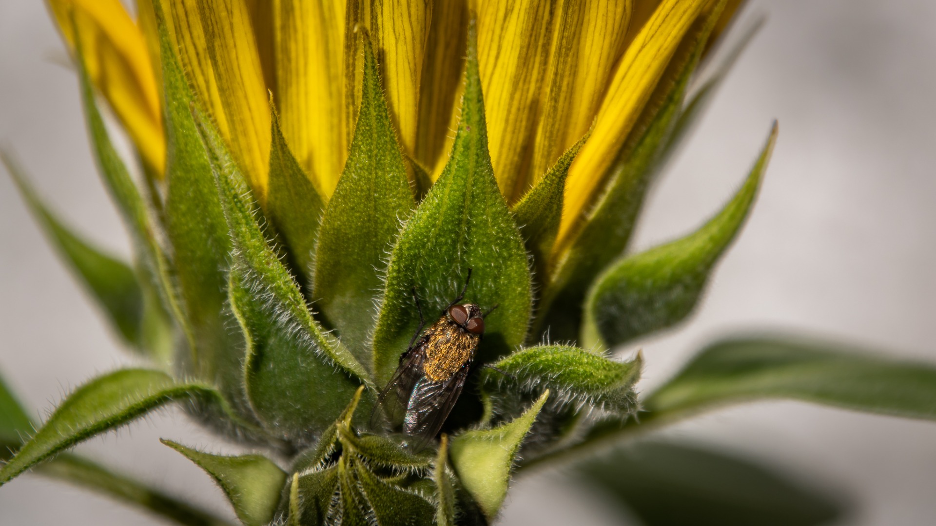 Common Cluster Fly (Pollenia rudis).
